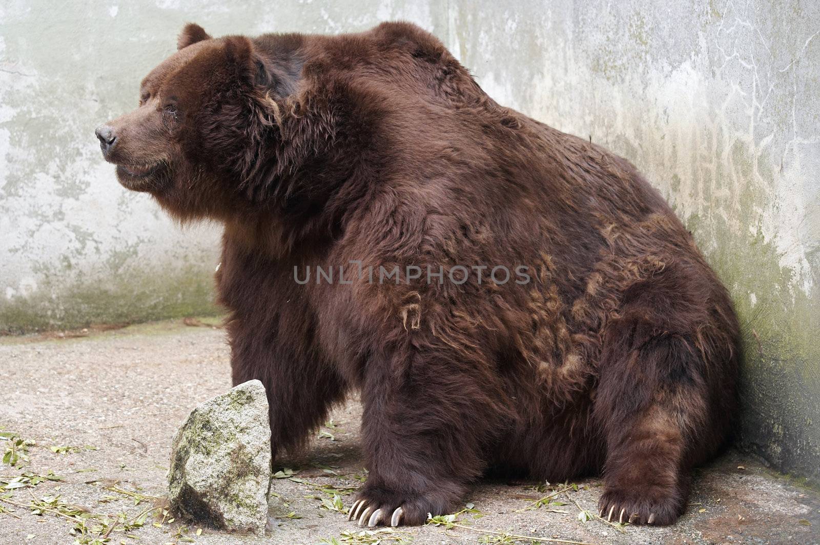 Shot of the brown bear