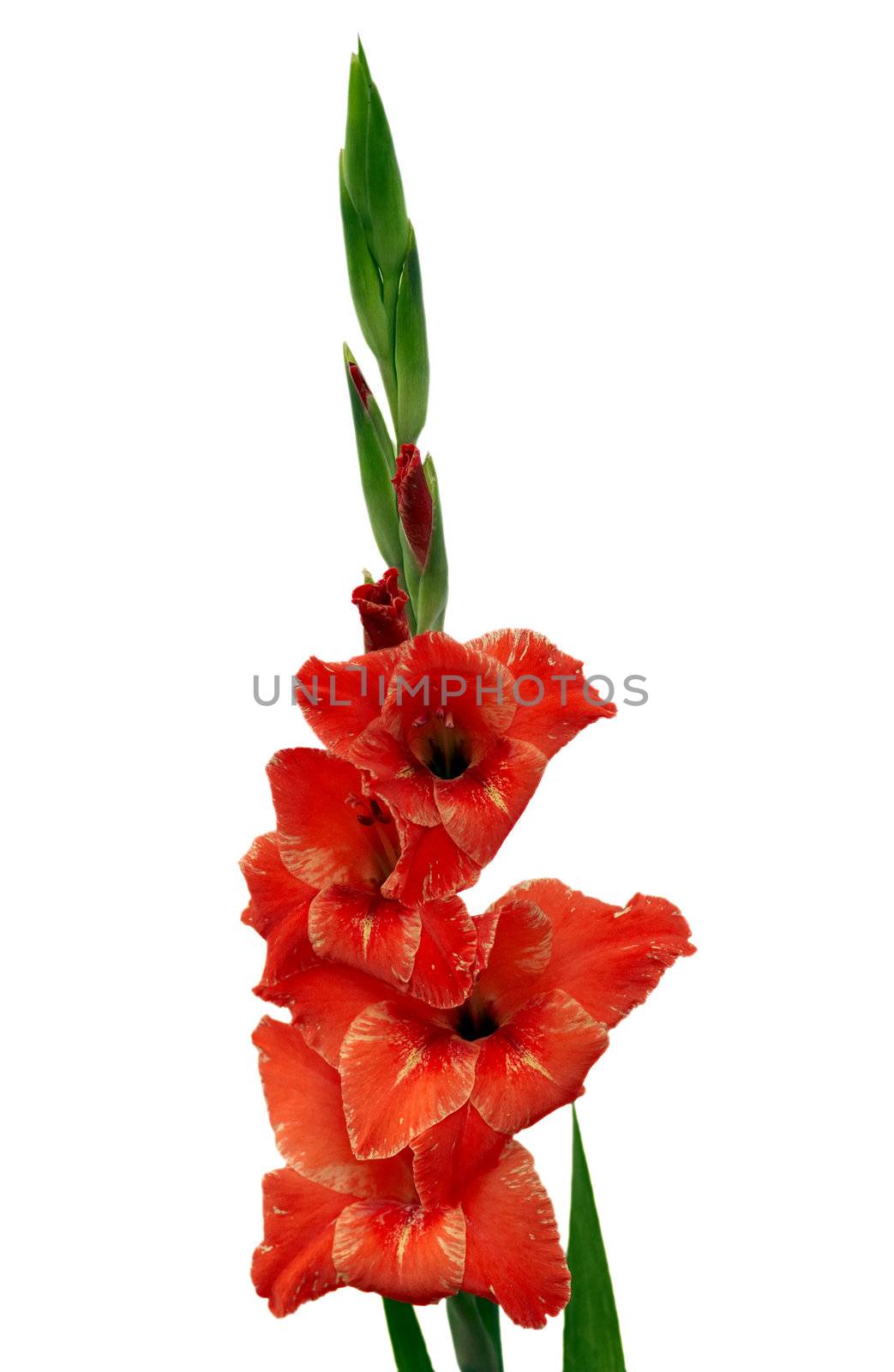 gladiolus by Mibuch