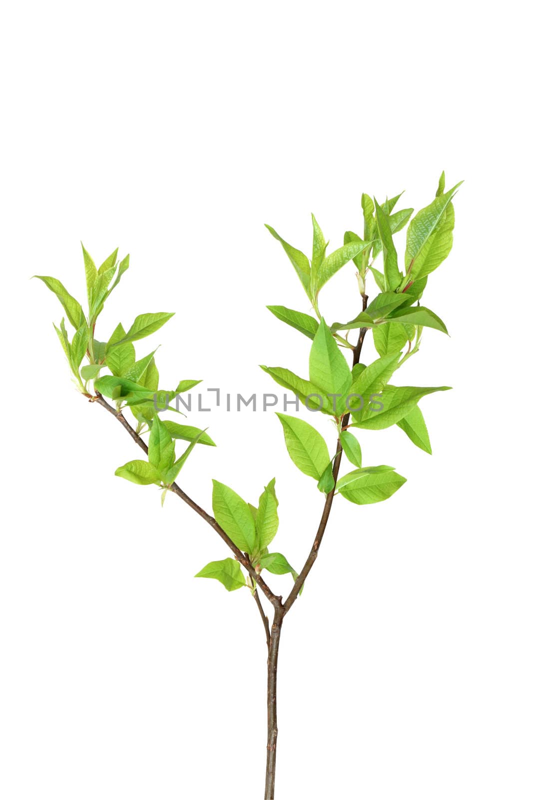 Branch of young leaves isolated on white background with clipping path