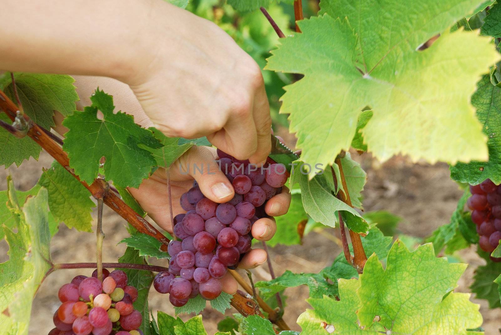 picking grapes by whitechild