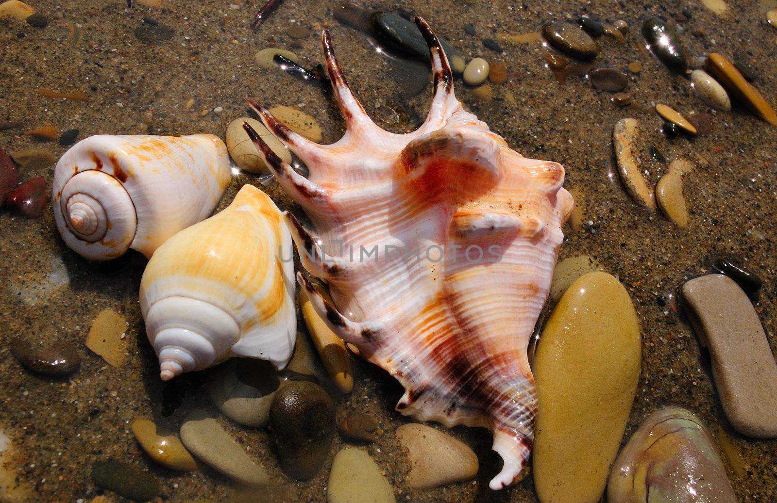 closeup of three colored sea shells over wet sand