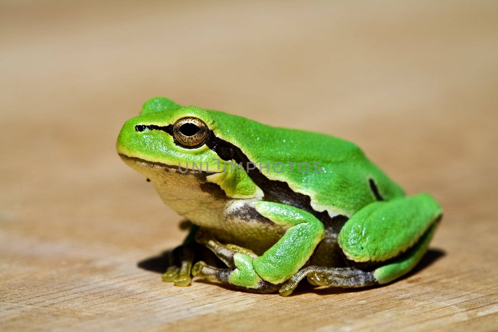 green frog by agg