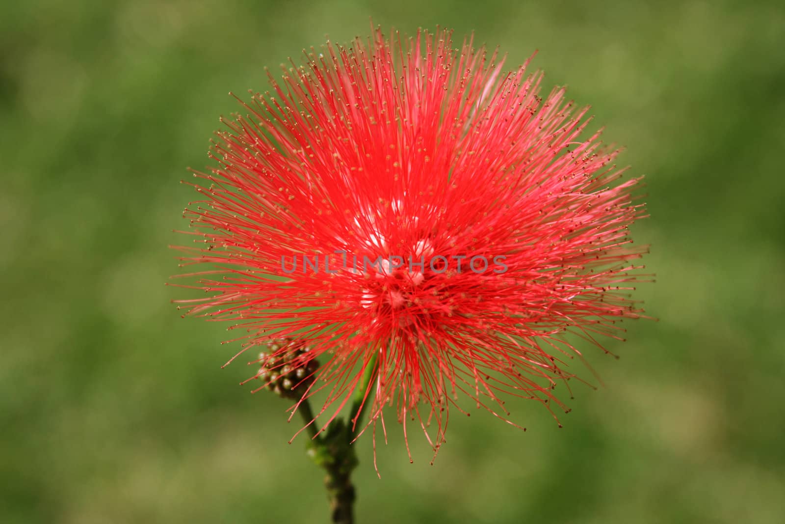Red flower - Calliandra Haematocephala by LuBueno