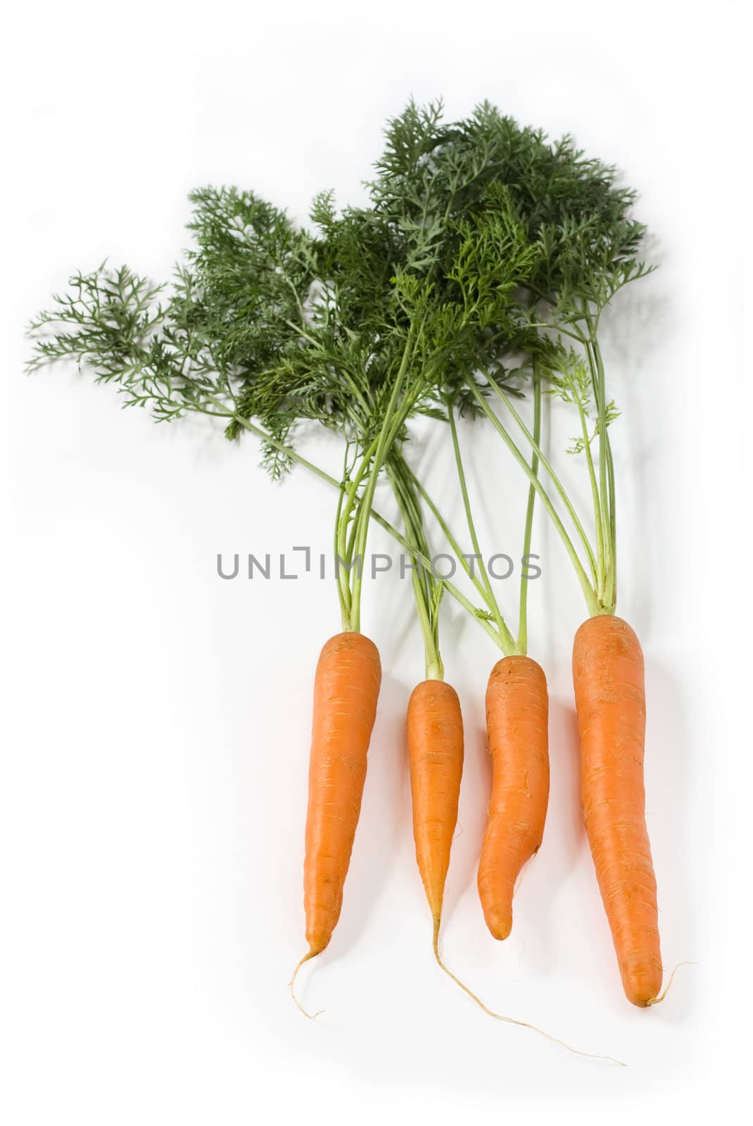 Bunch of fresh carrots with leafs isolated on white background