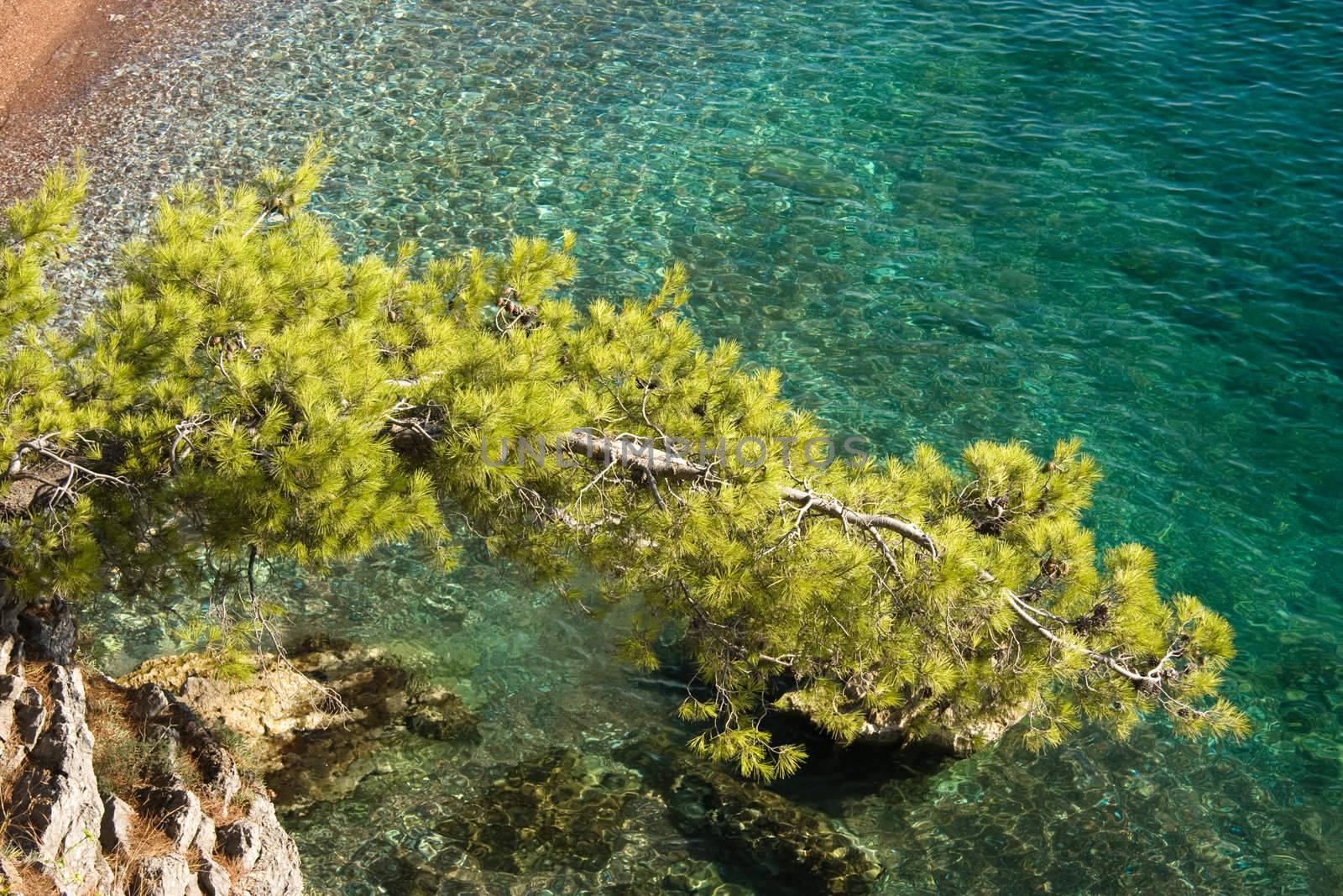 Beautiful mediterranean coastline. Pine branch over thesea. Sveti Stefan