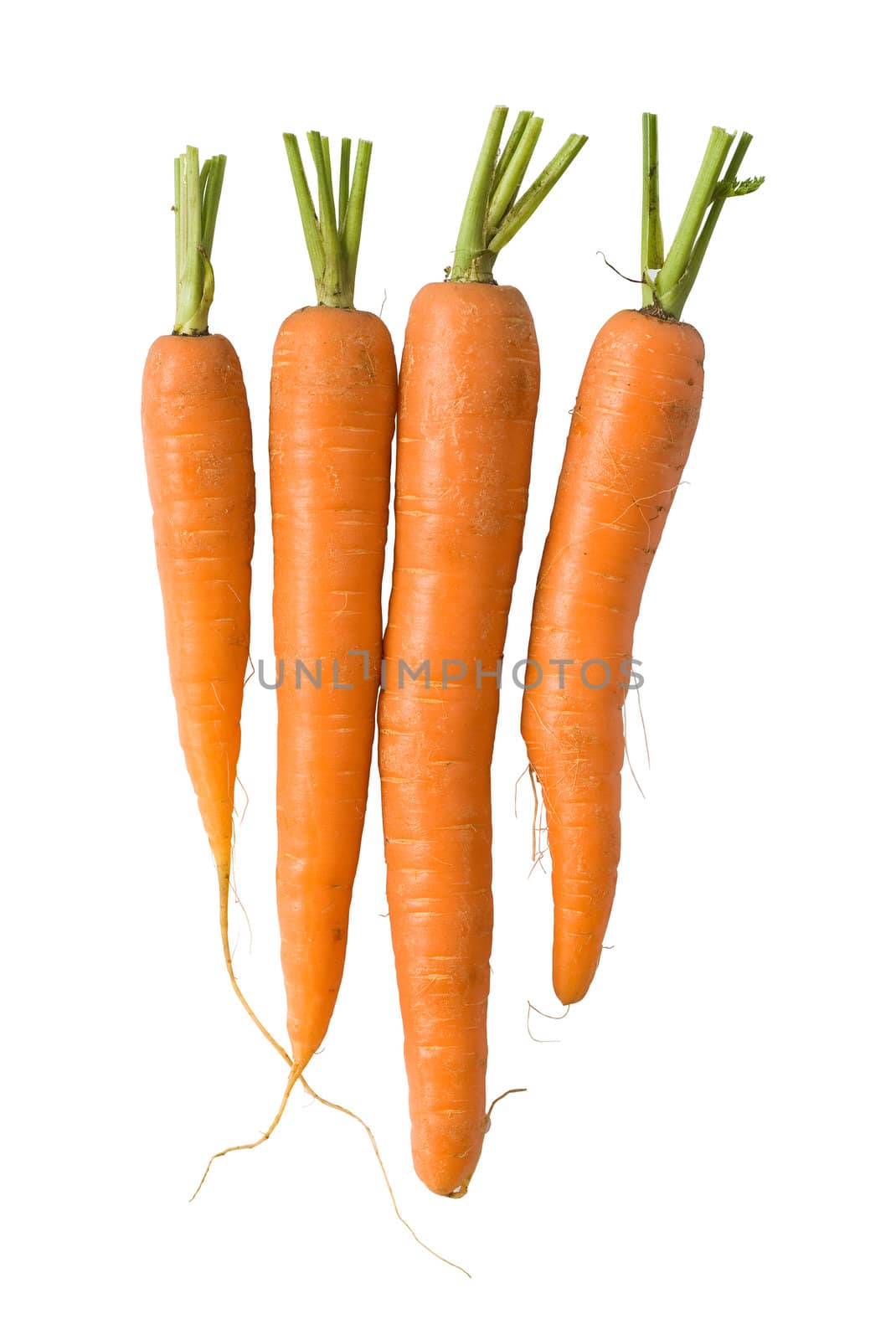 Bunch of fresh carrots isolated on white background. Clipping path included to replace background.