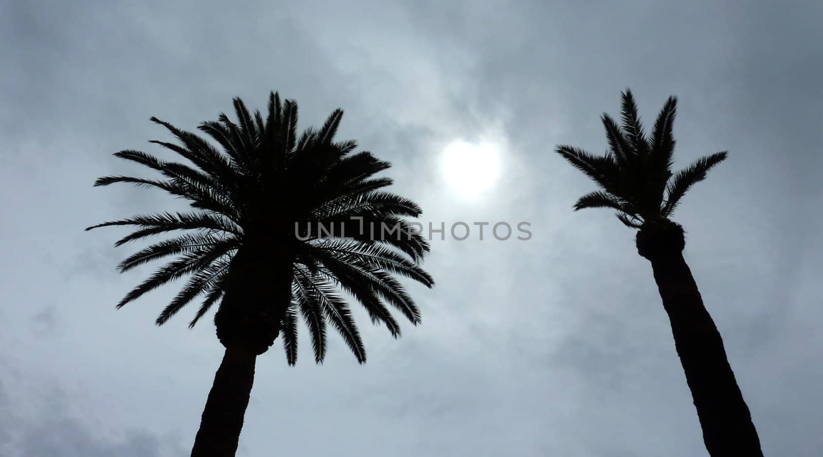 Palm trees, clouds and sun by Elenaphotos21