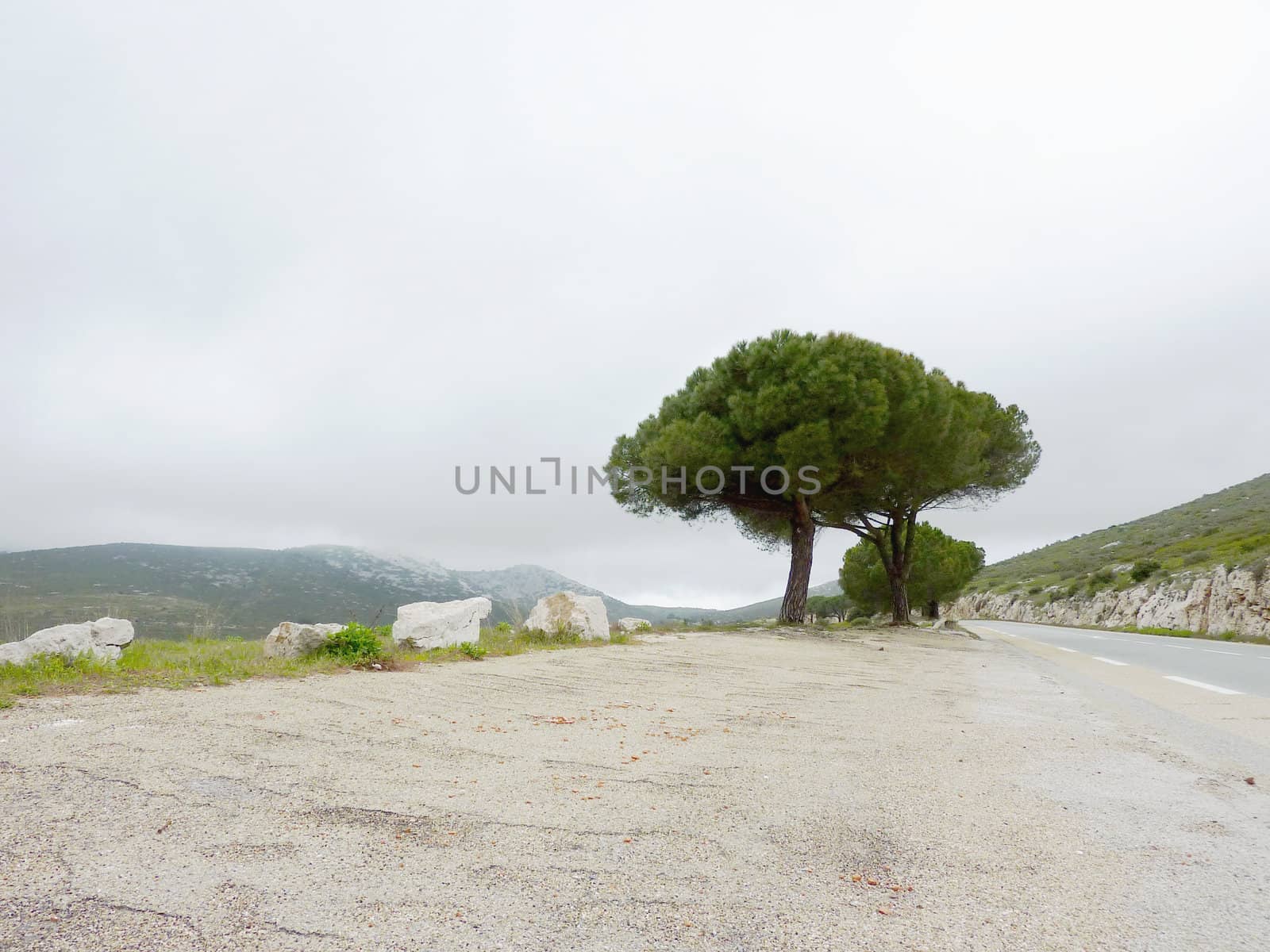 Isolated tree next to a mountain road surrounded by hills, south of France