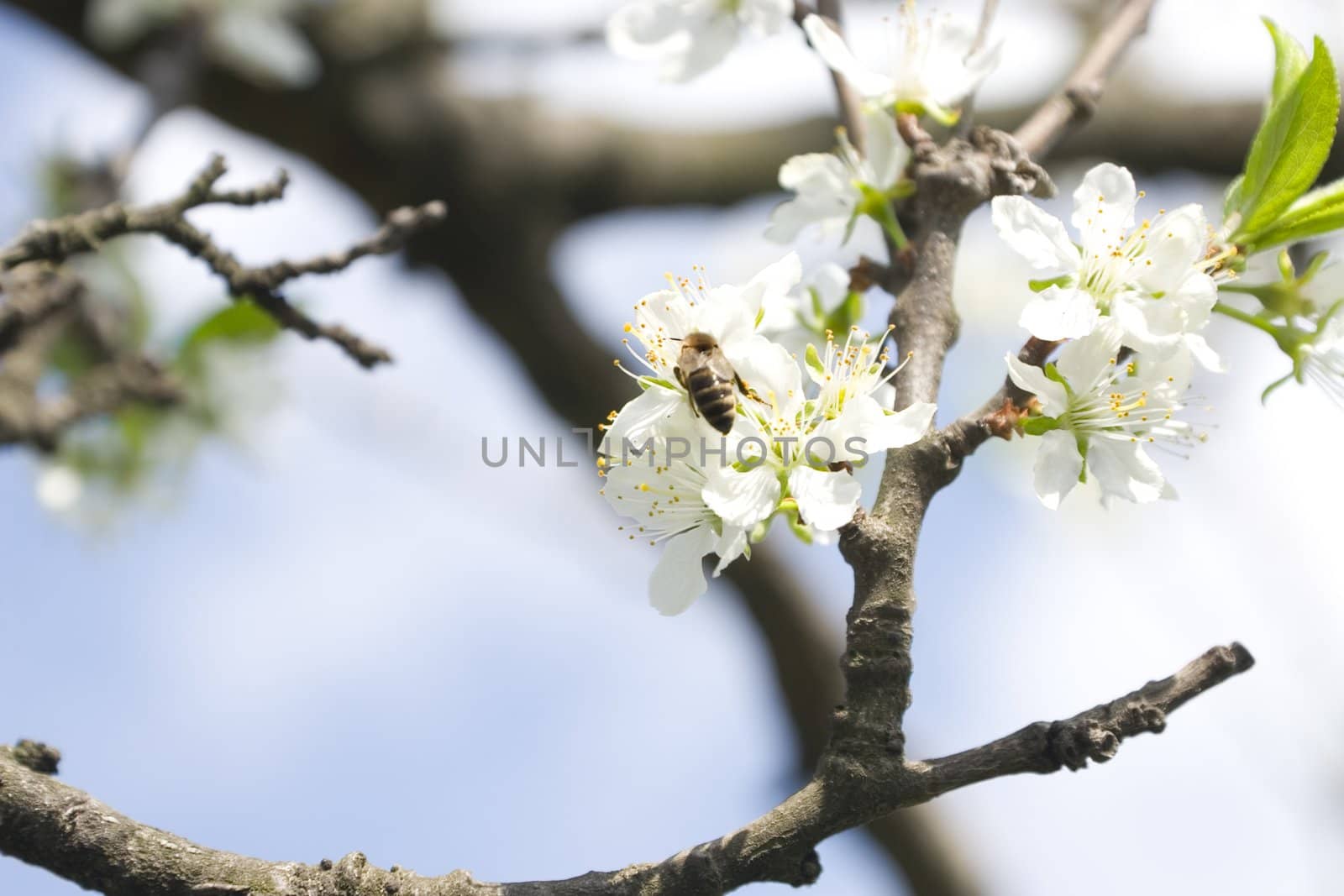 detail of a flower branch in spring time