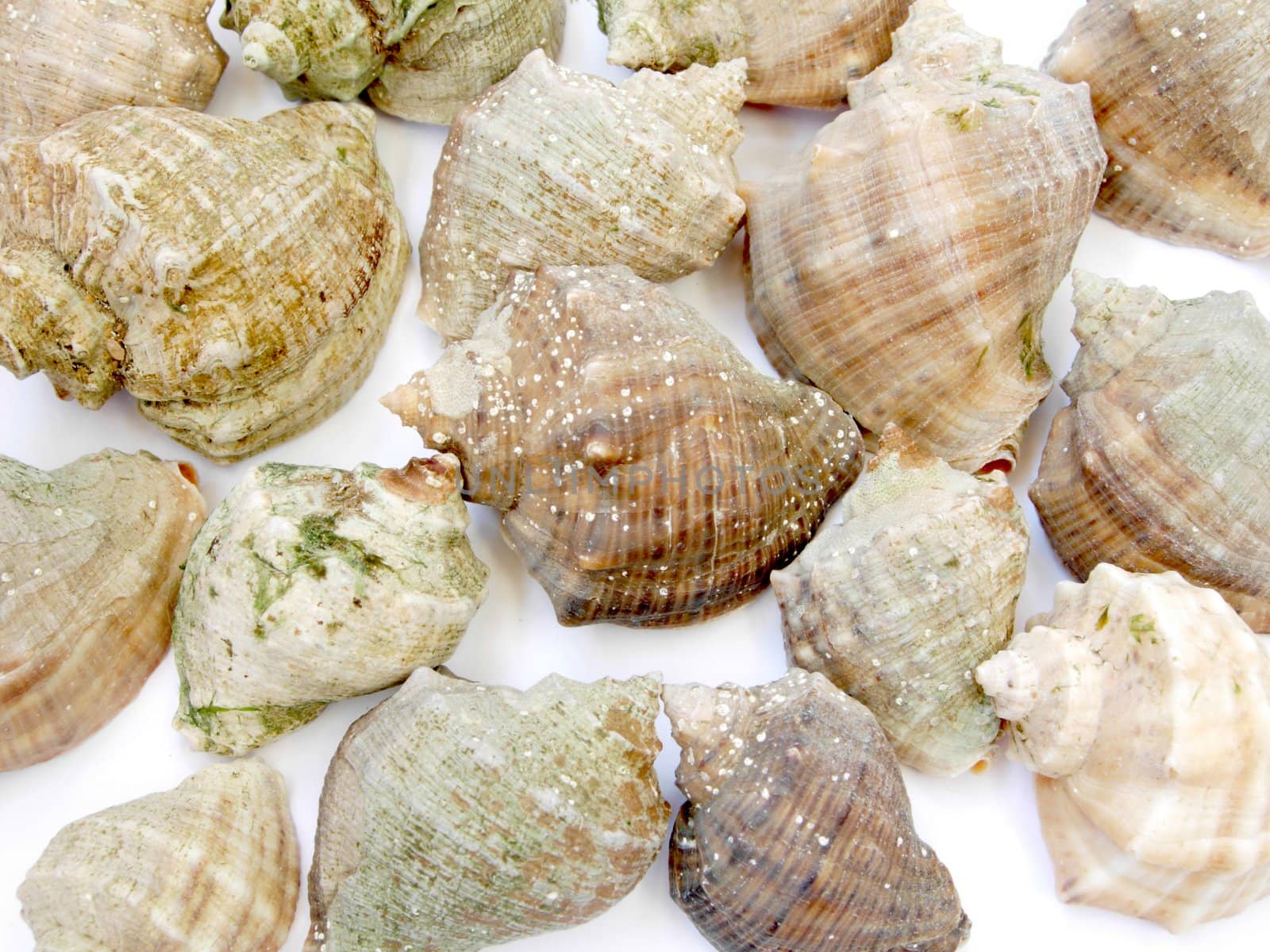 Sea bowls on the white background