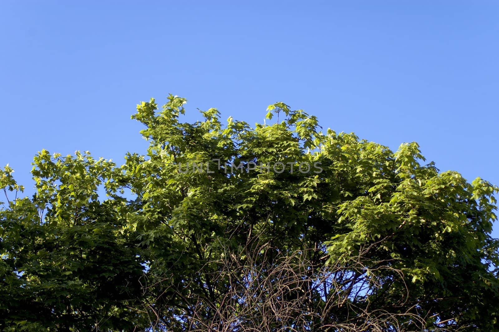 tree with blue sky by jsompinm