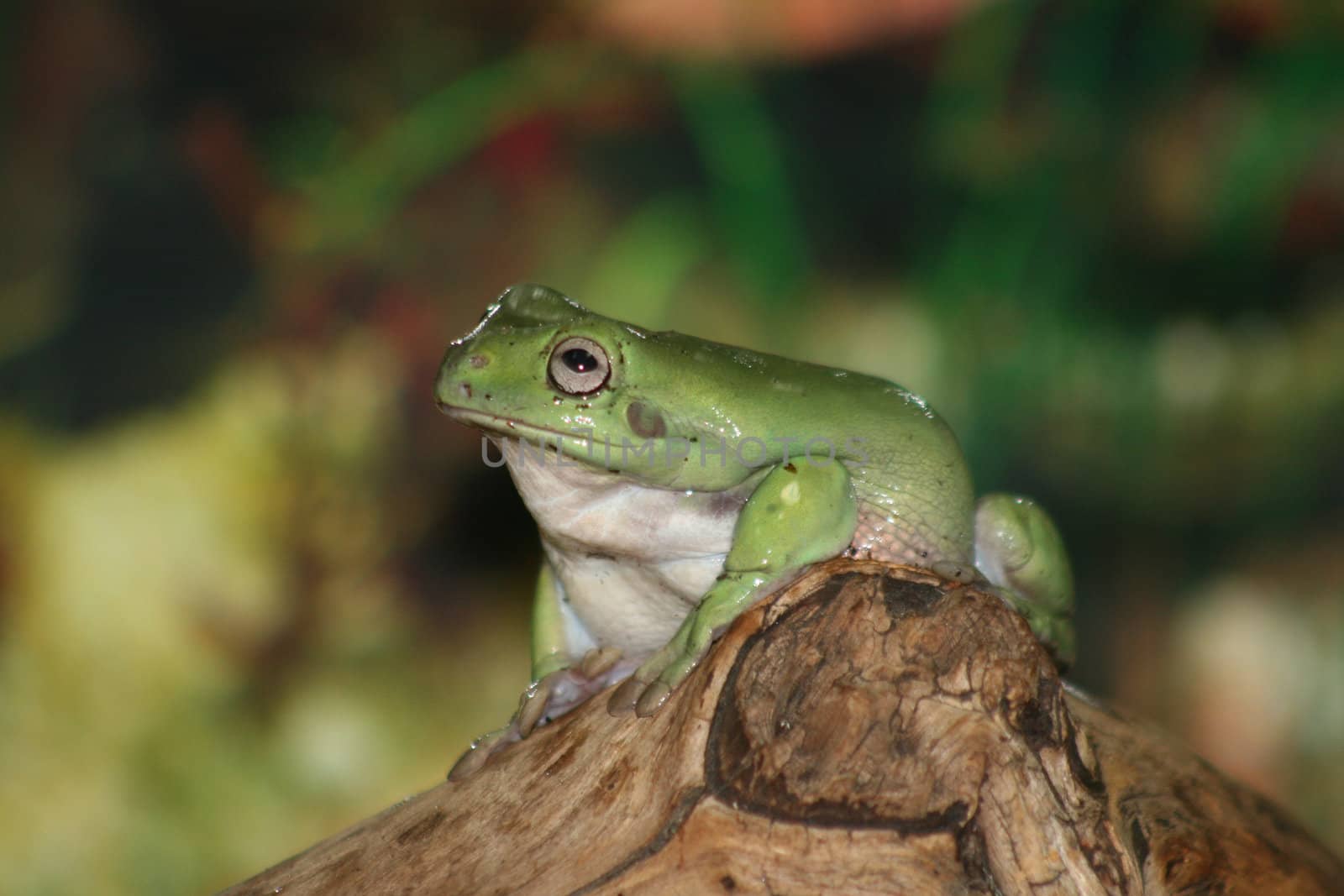 Australian tree frog (Litoria caerulea) sits on a tree