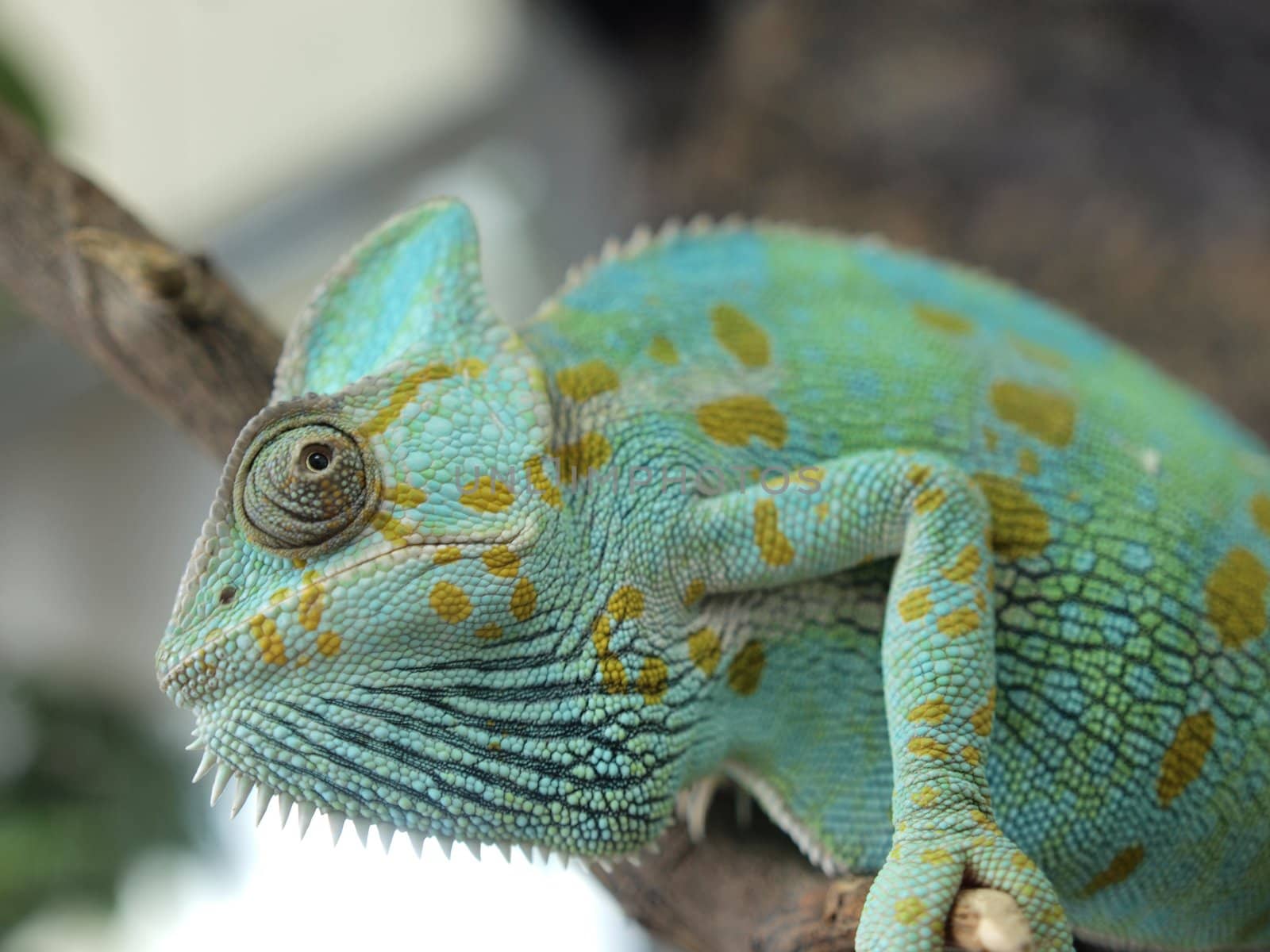 Green chameleon in a terrarium    