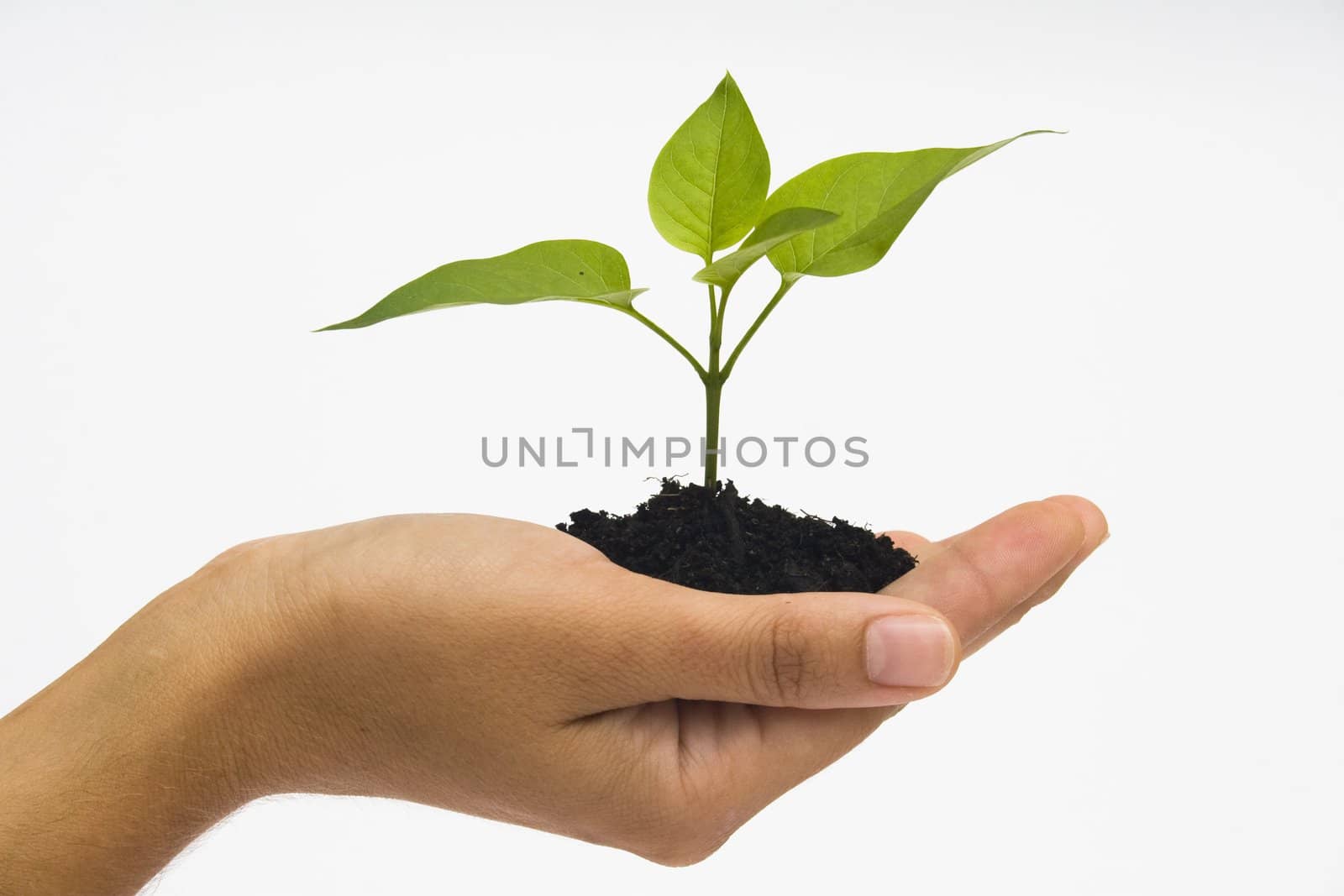 Hand holding young plant against white background