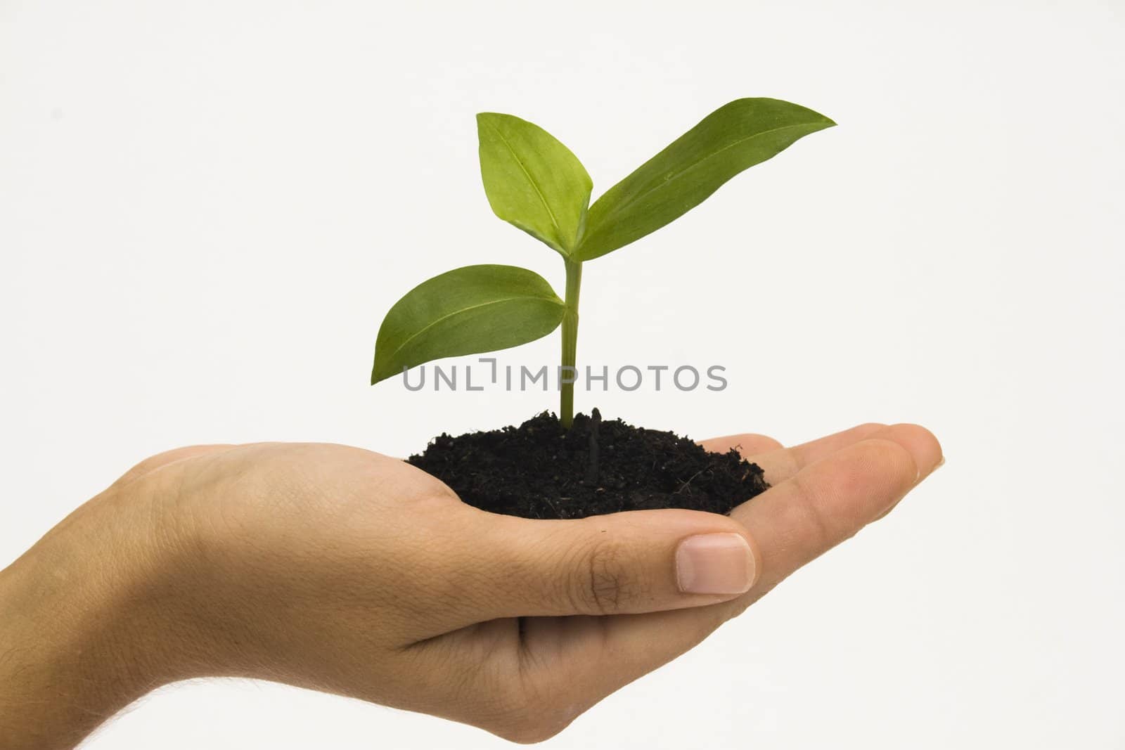 Hand holding young plant against white background