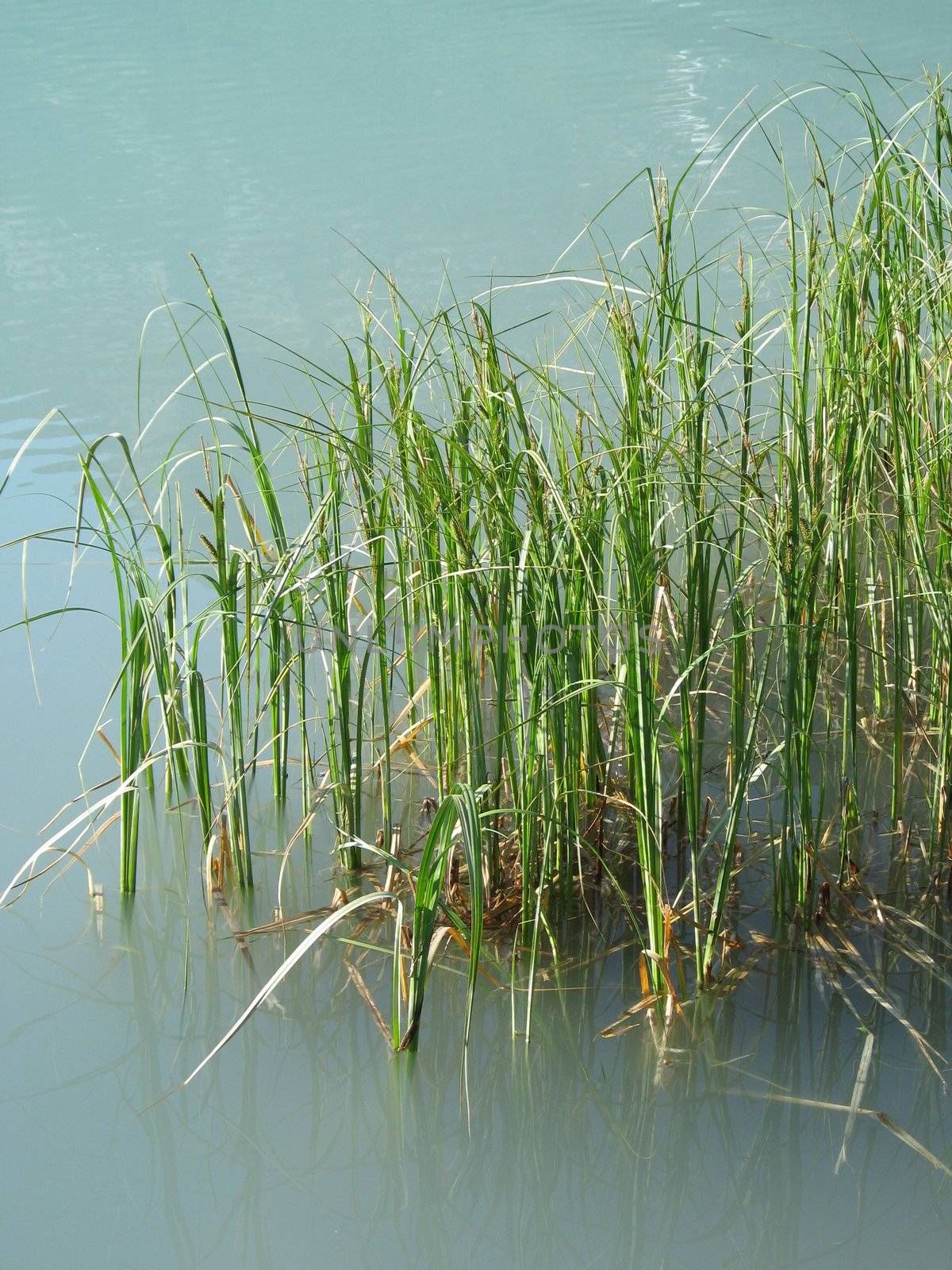 green reeds in a turquoise lake by mmm