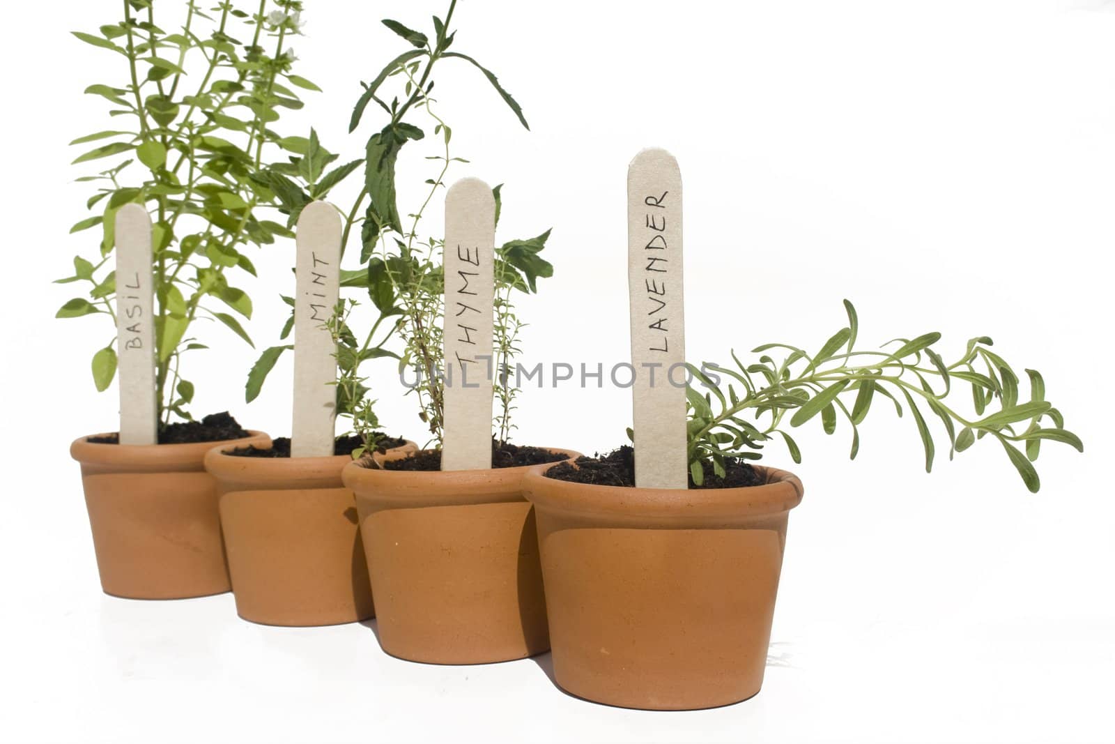 Basil, mint, thyme and lavender potted herbs in line and isolated against white