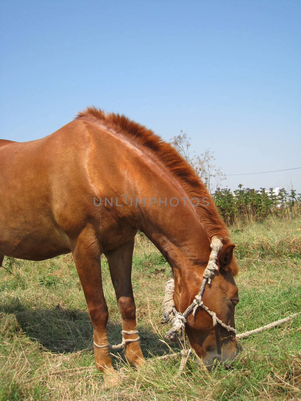 Young brown horse eating grass in a field