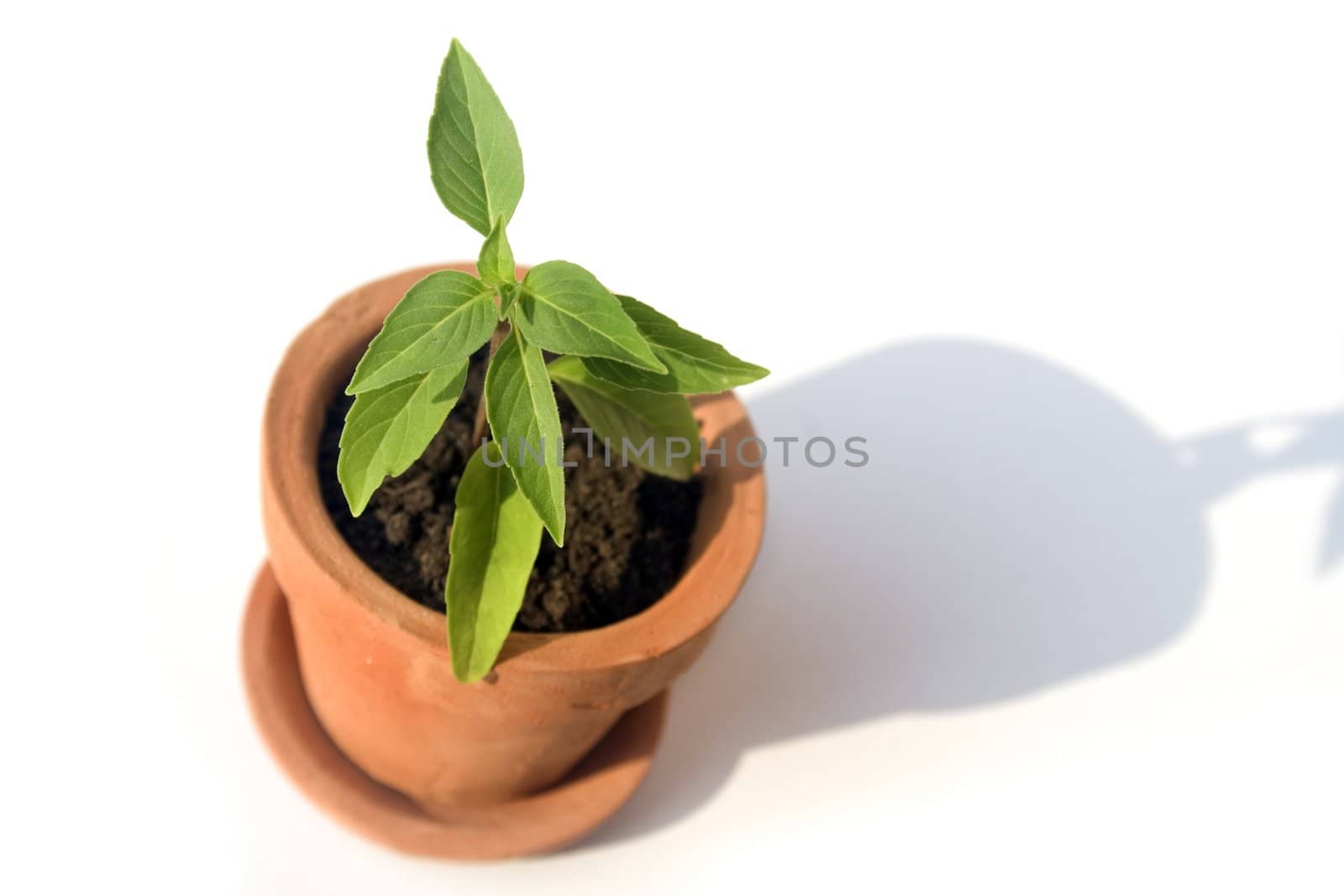 Small clay pot with herb