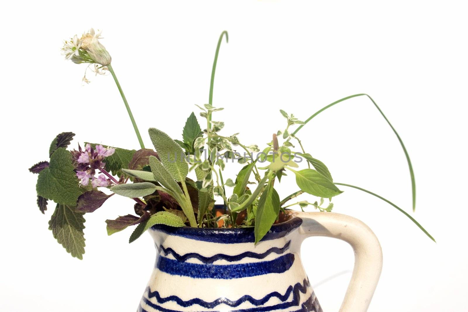 Fresh herbs in vase by timscottrom