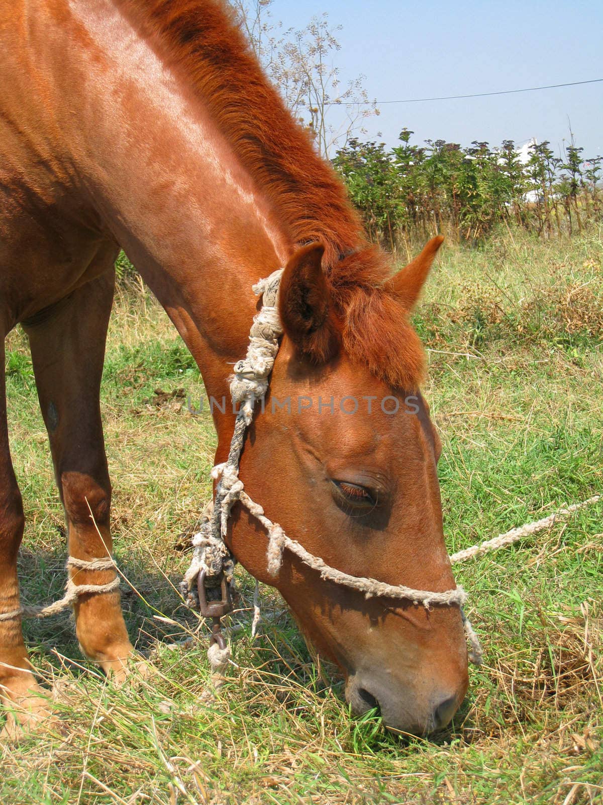 Young brown horse eating grass in a field