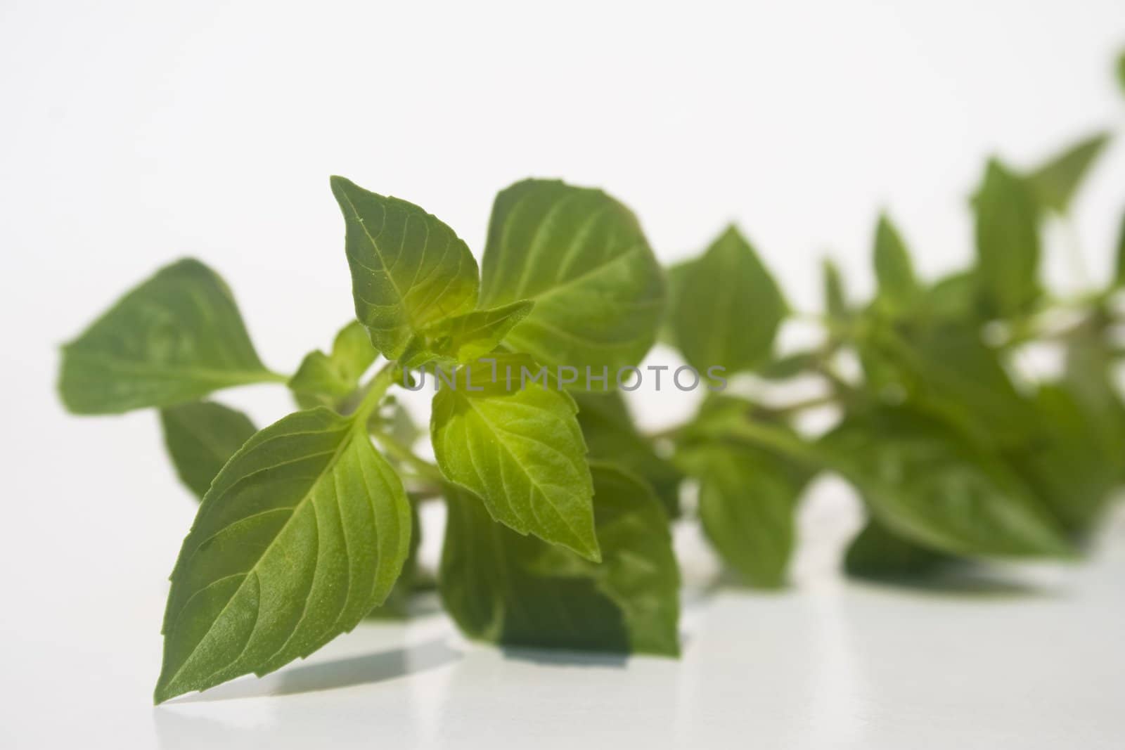 Fresh herb isolated on white