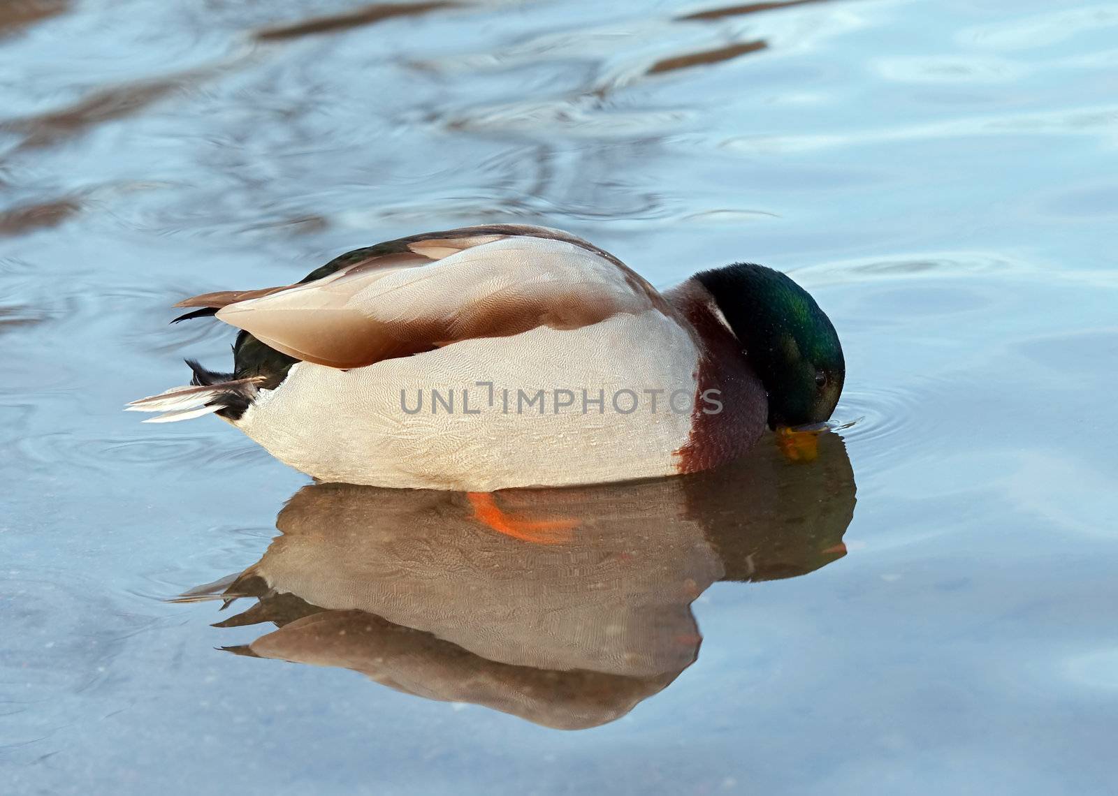 mallard by Mibuch