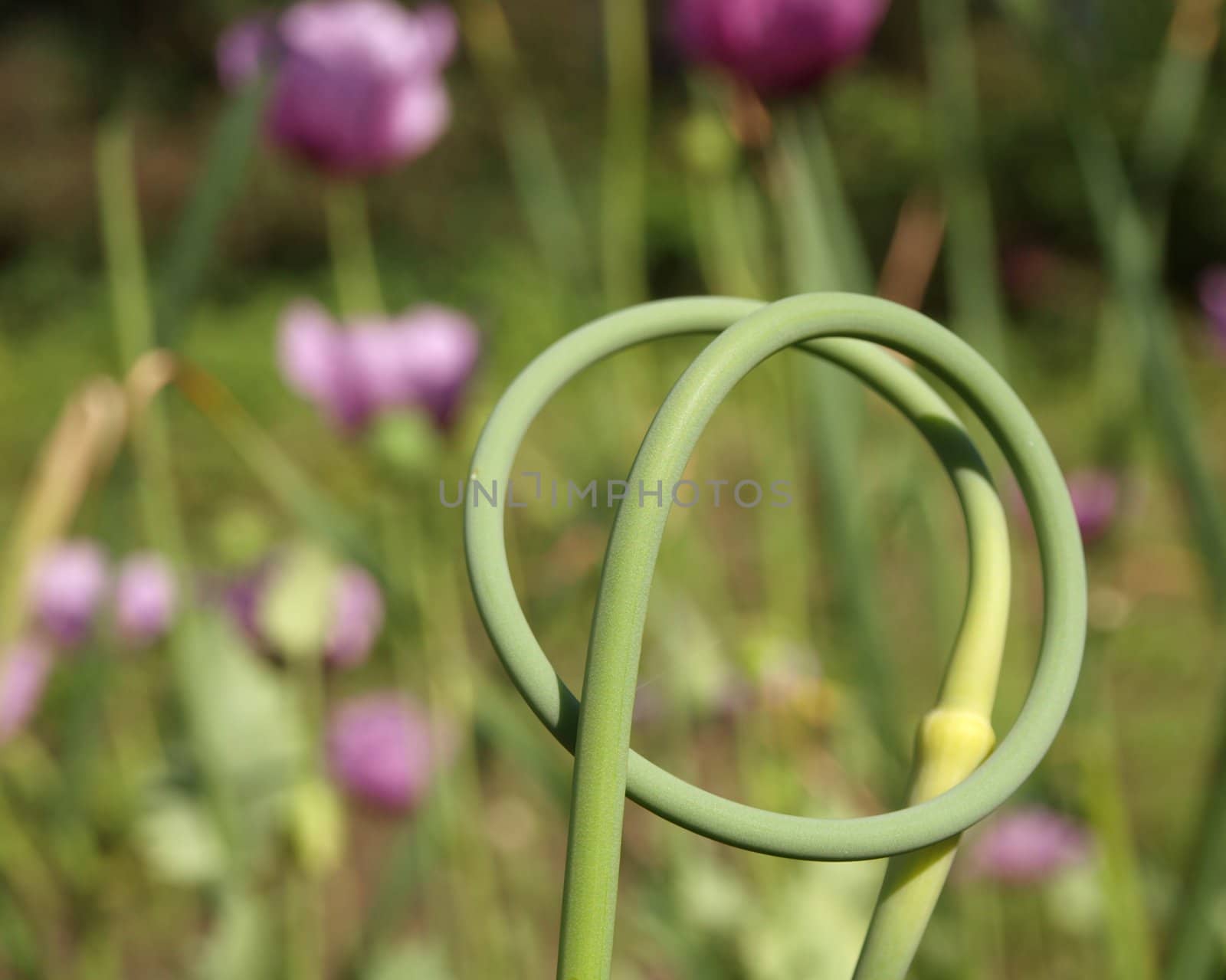 The green braided stalk in the summer       