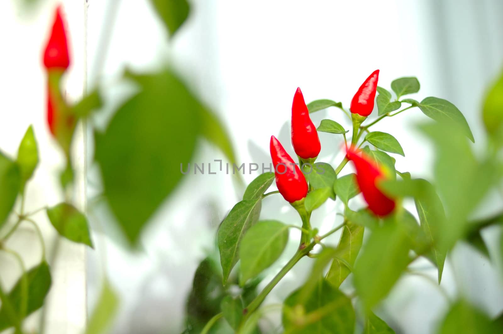 Cayenne (capsicum) plant - red peppers and green blurred background.