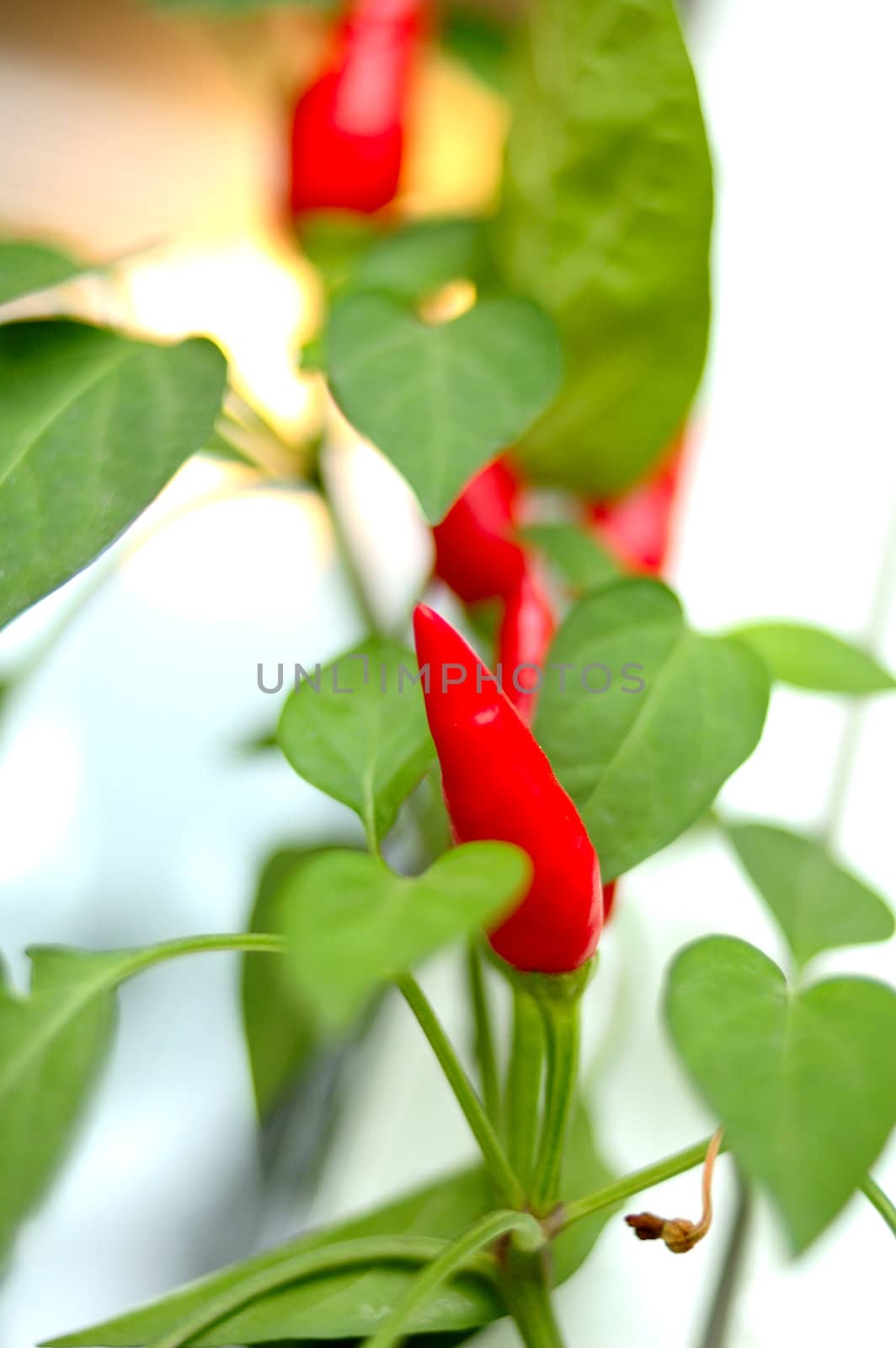 Cayenne (capsicum) plant - red peppers and green blurred background.