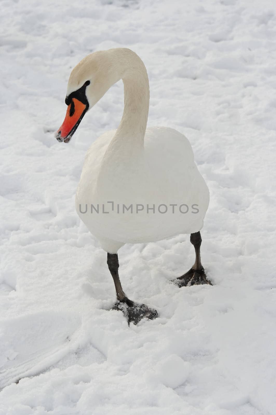 Shot of the swan in the winter on the snow