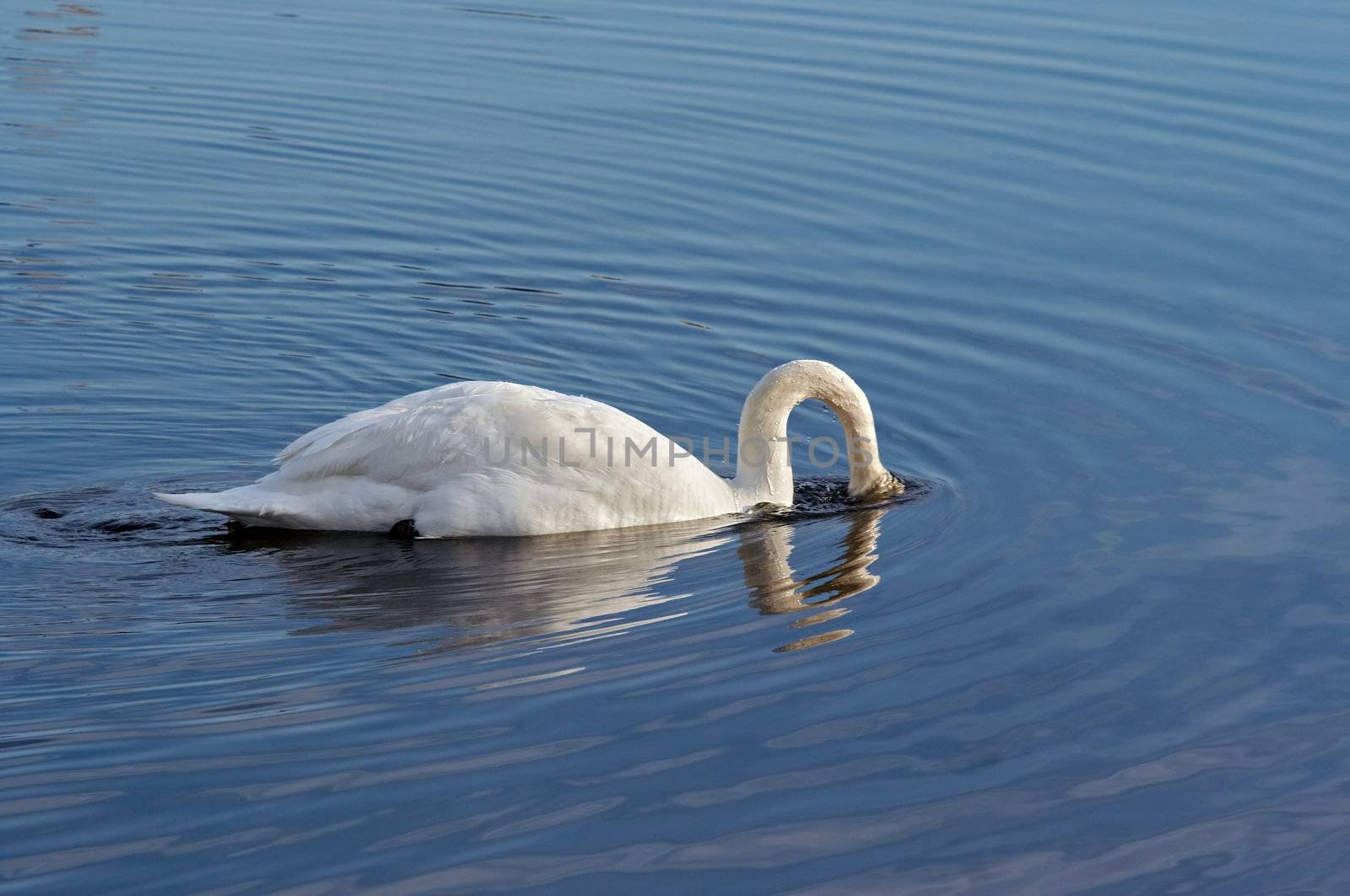 Shot of the swan with head under water