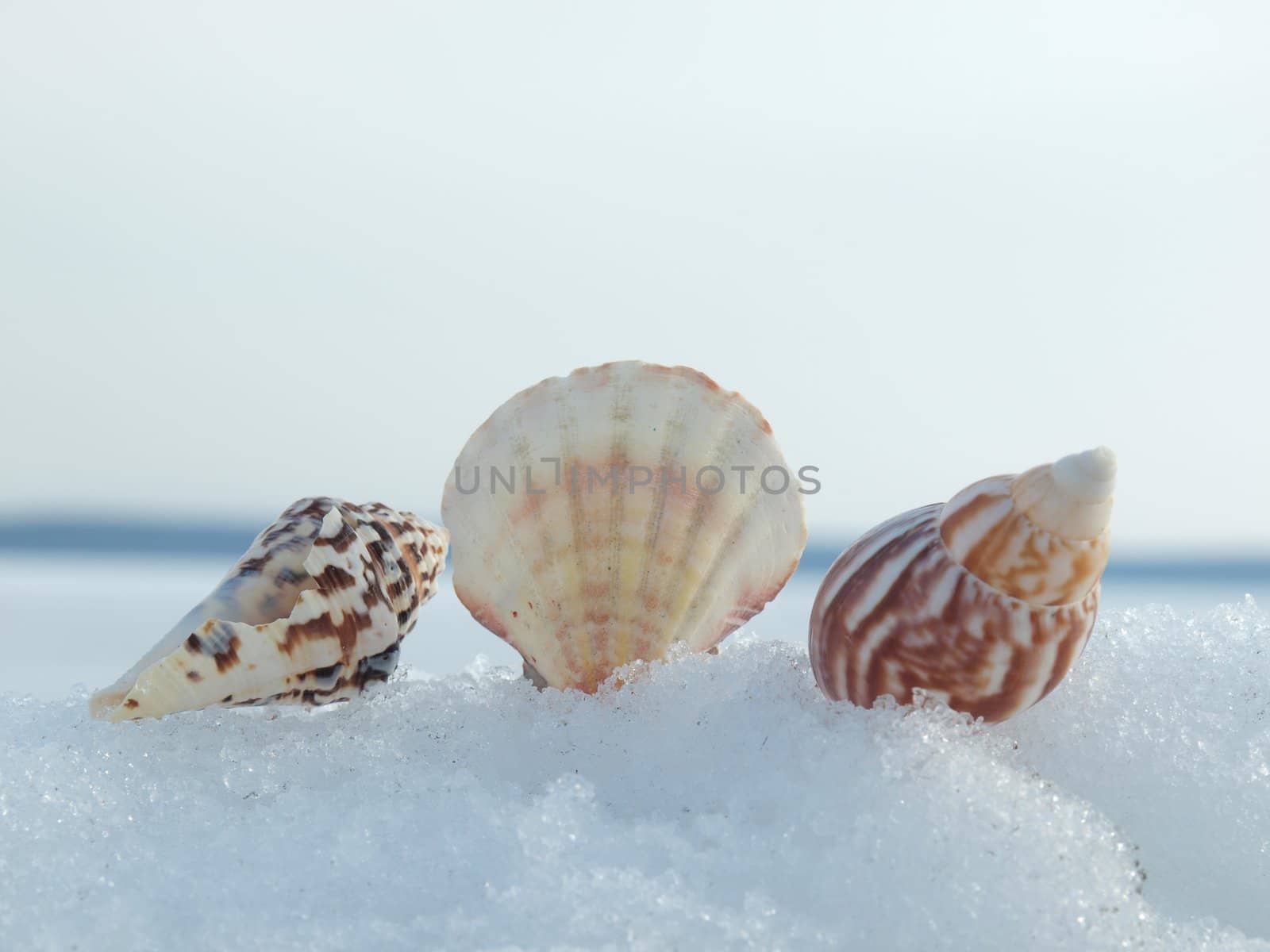 Cockleshells on a snow in the winter    