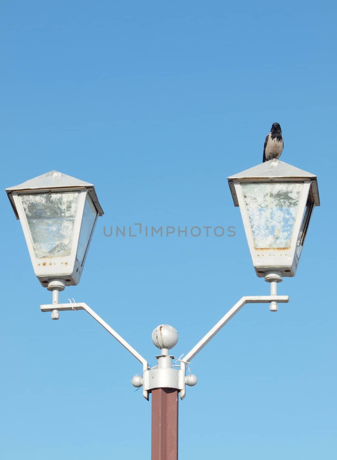 Raven on a lantern on a background of the dark blue sky     