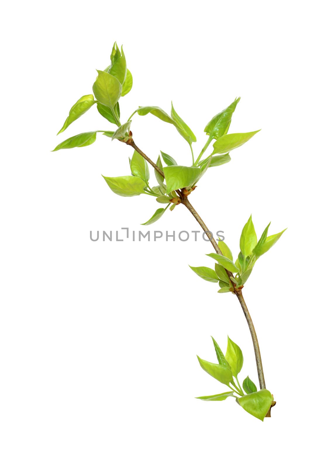 Branch of young leaves isolated on white background with clipping path