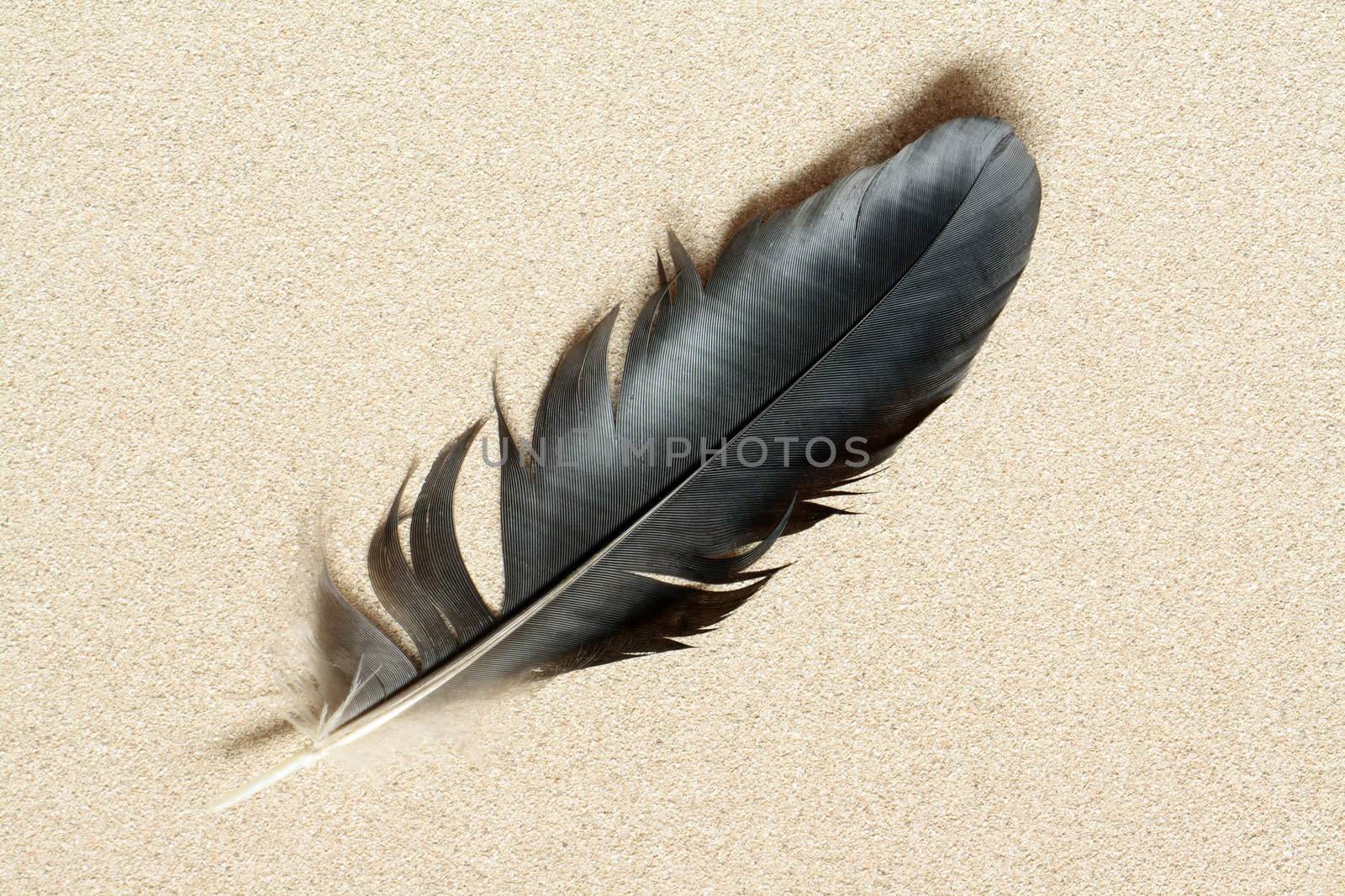 Closeup of big black feather lying on sand background