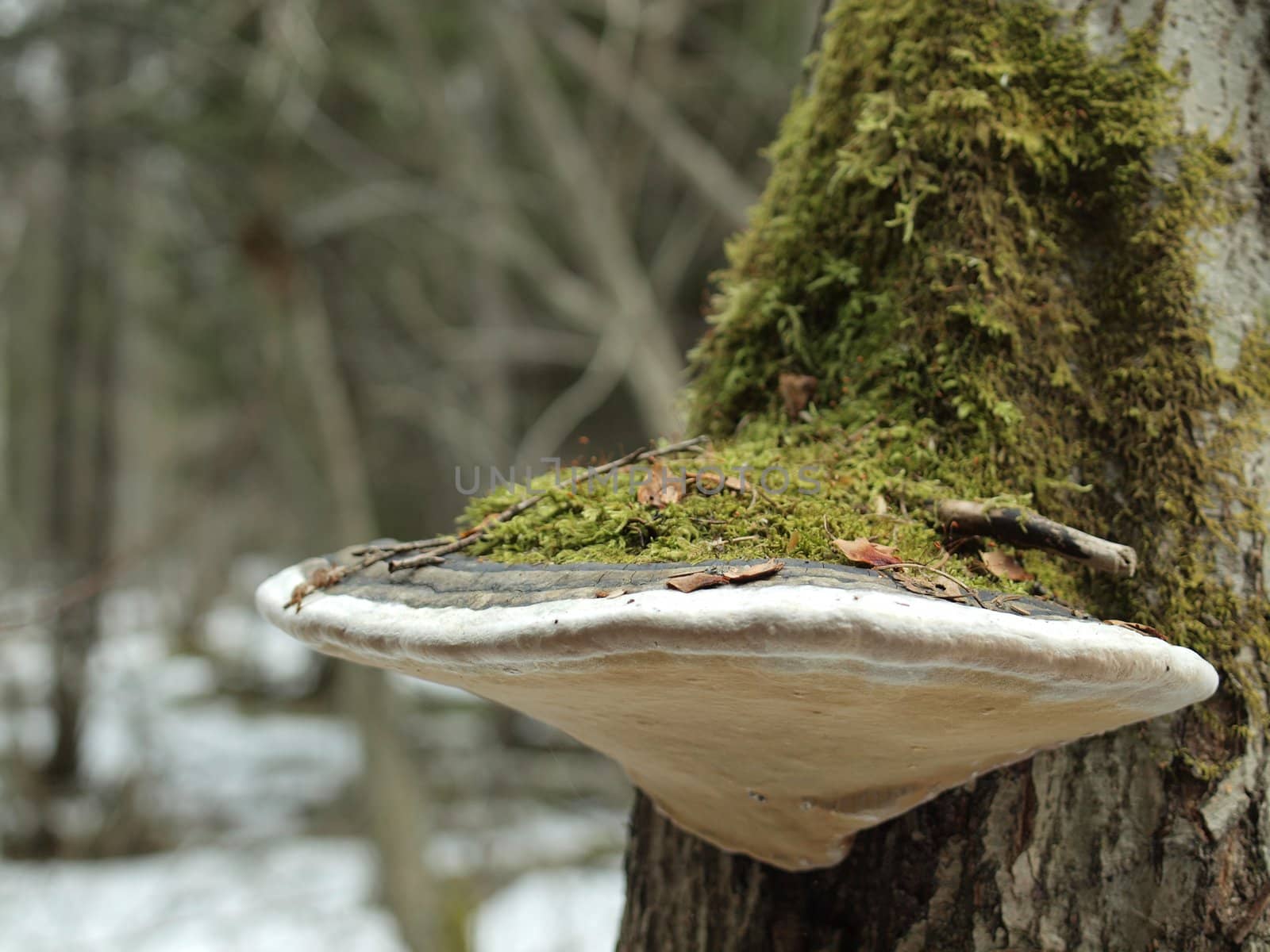The big tinder fungus on a tree in a wood   