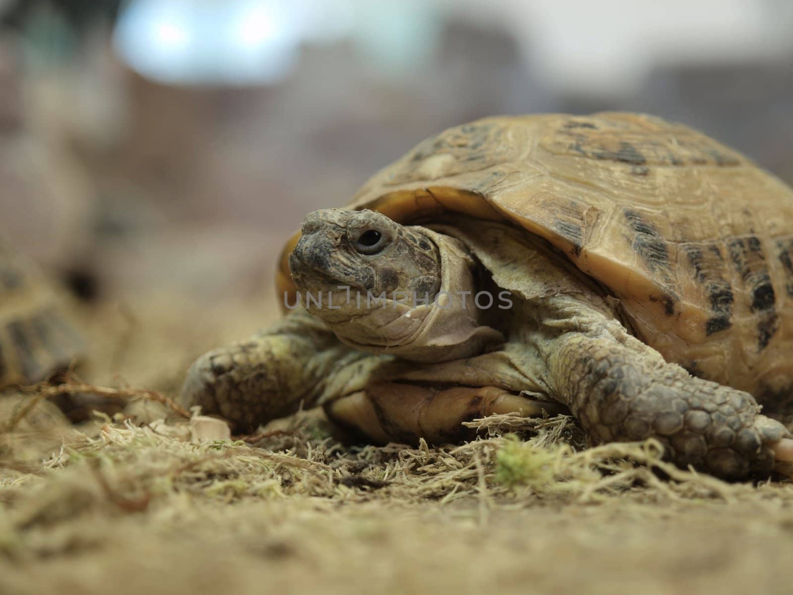 Turtle in a terrarium   