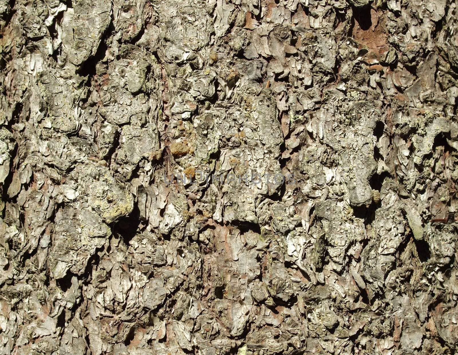 Bark of a fur-tree in a wood. A background    
