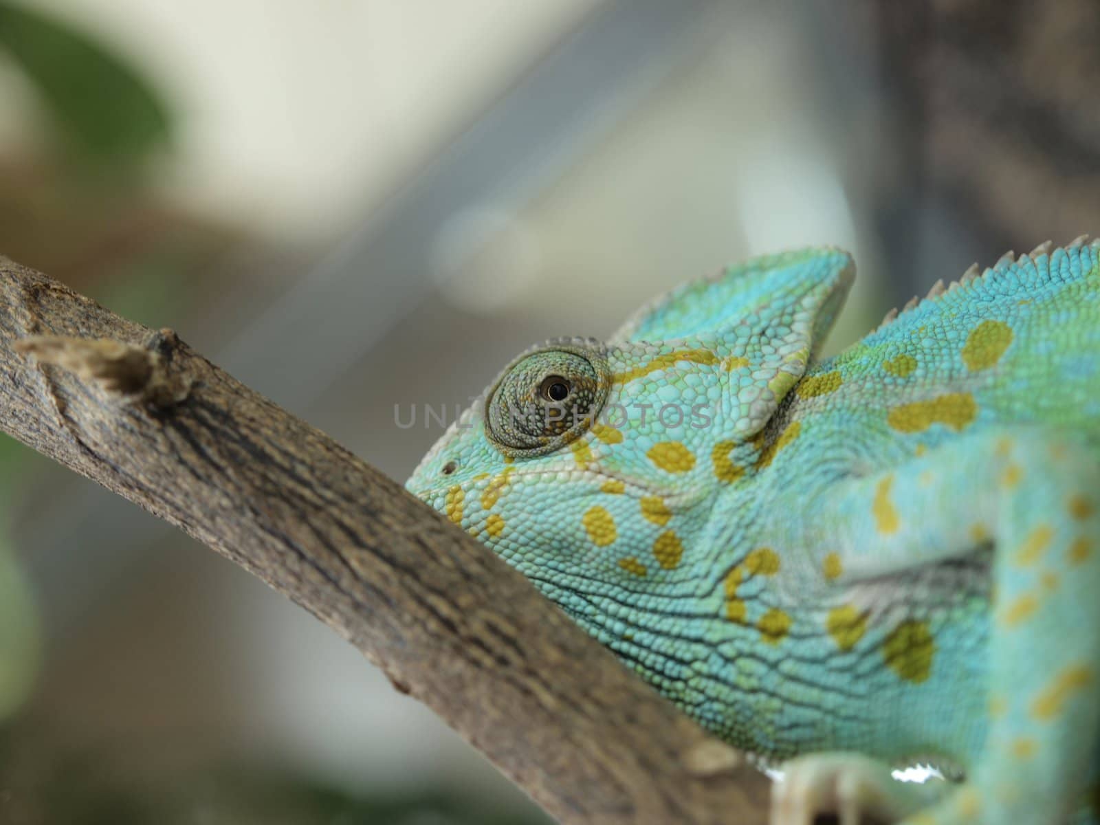 Green chameleon in a terrarium       