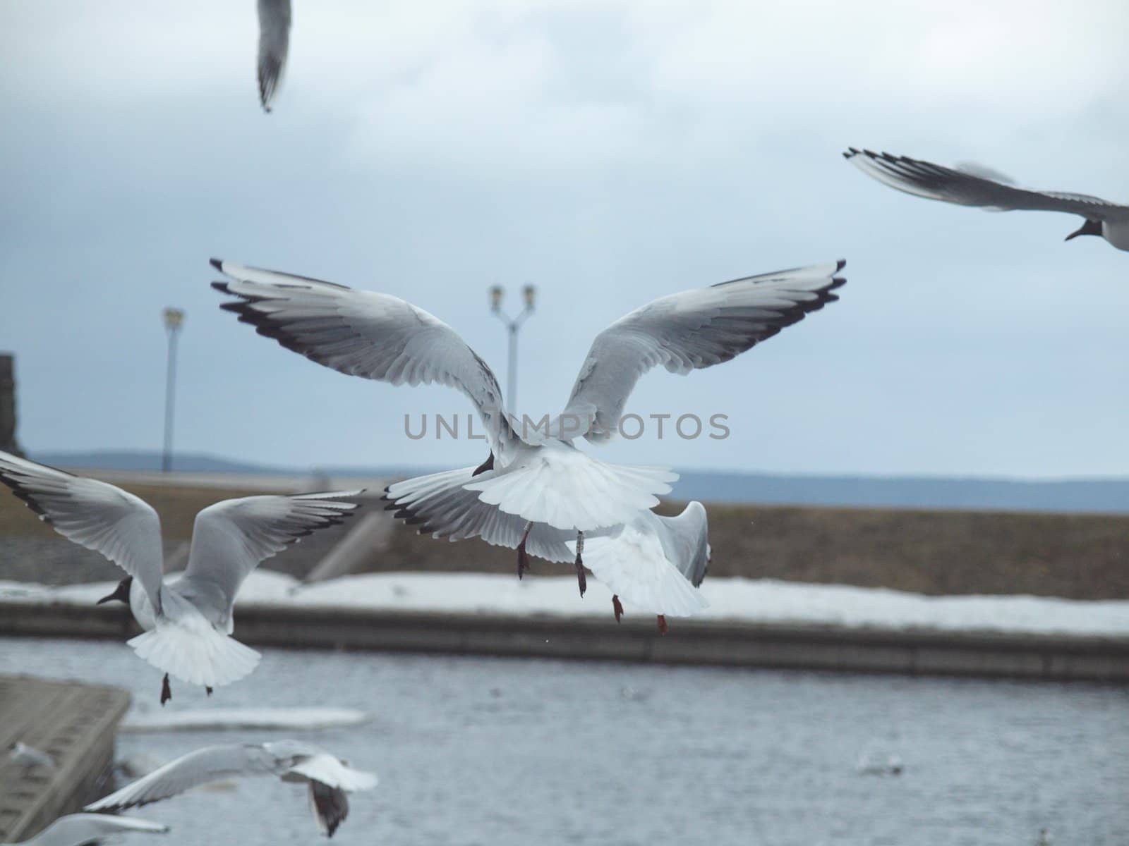The seagull in flight above the like