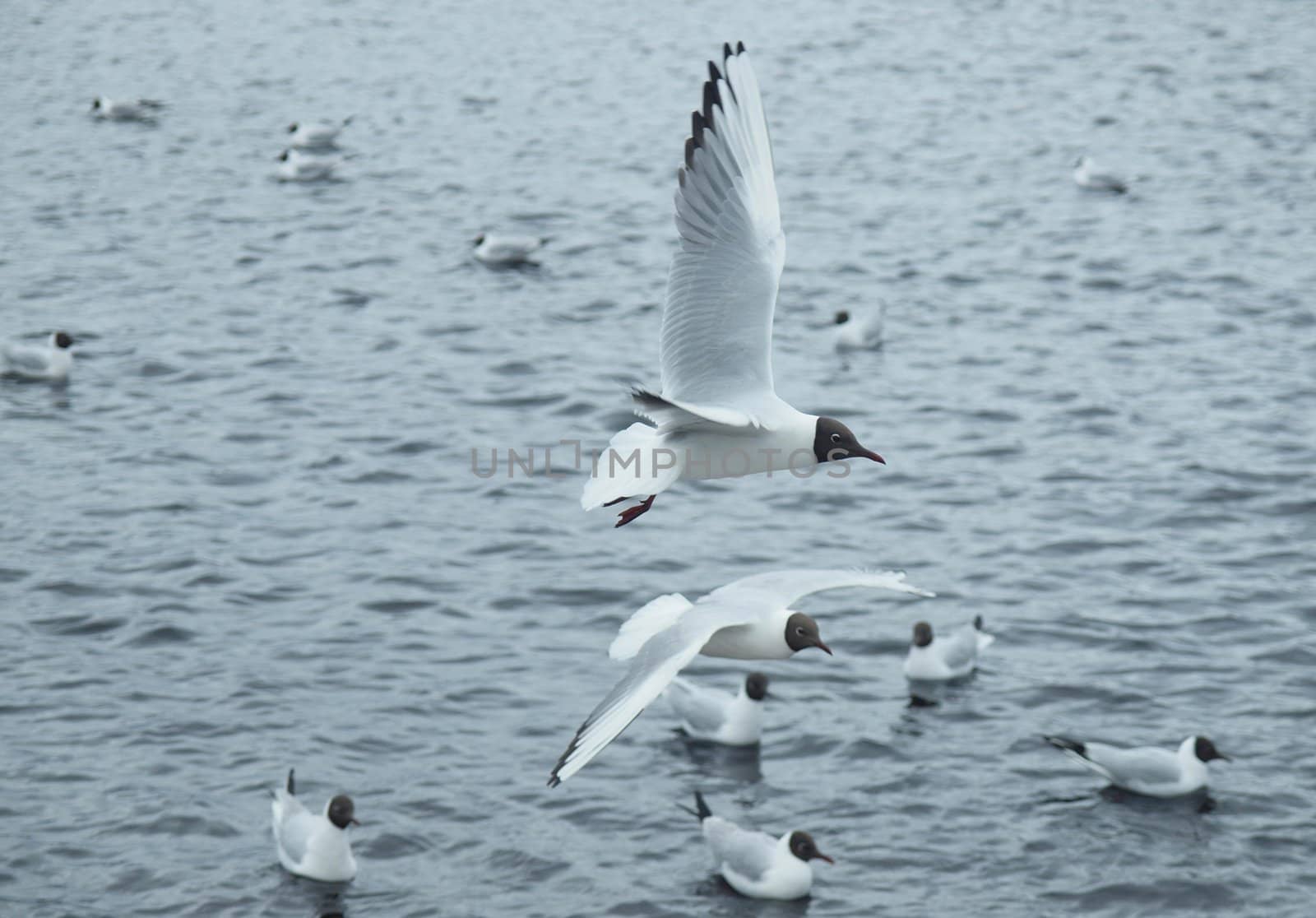 The seagull in flight above the river  