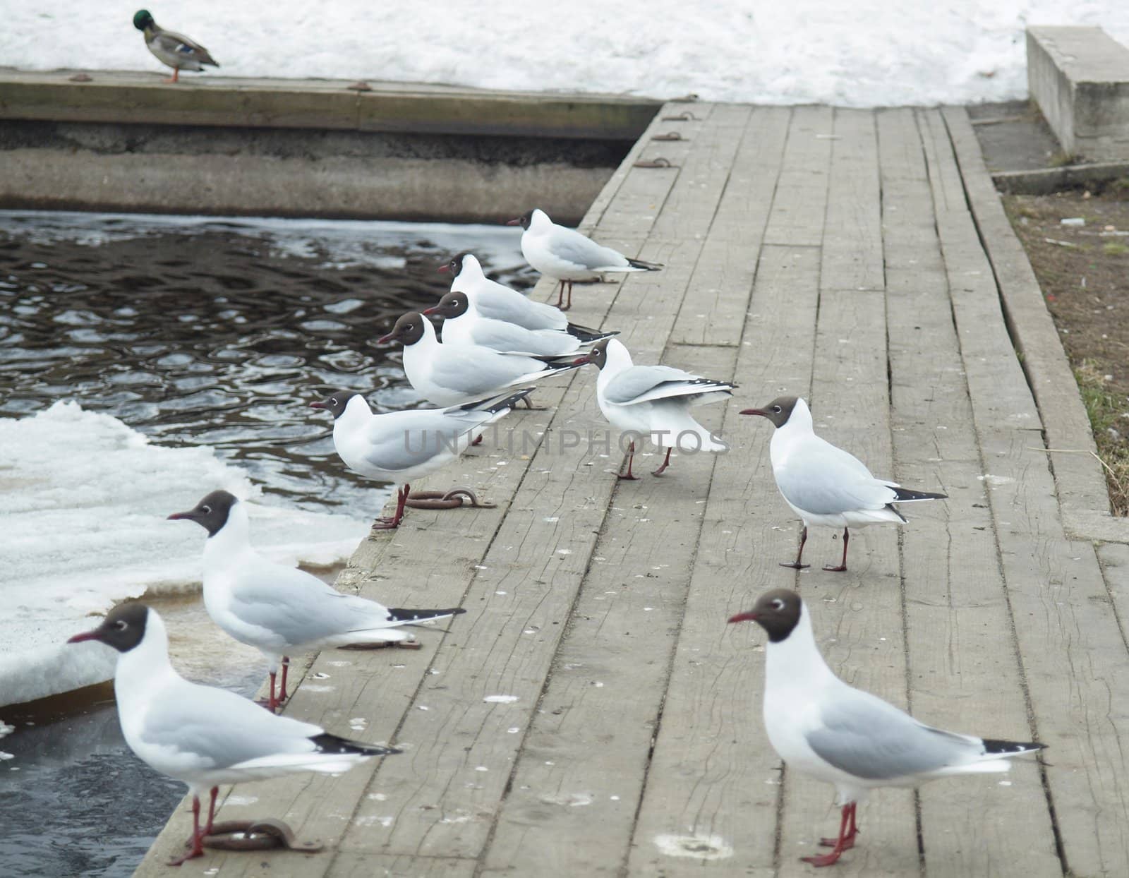 The seagull on quay of the Onega lake. Petrozavodsk, Karelia, Russia     