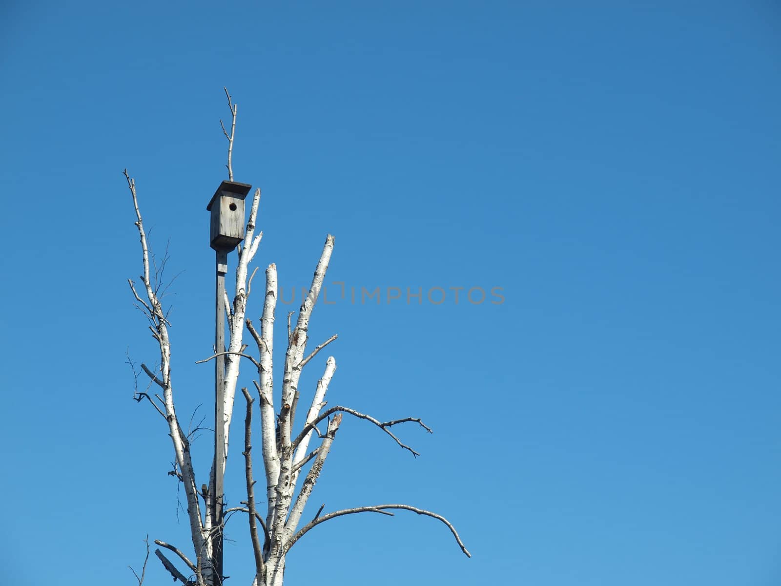 Starling house on a birch on a background of the dark blue sky     
