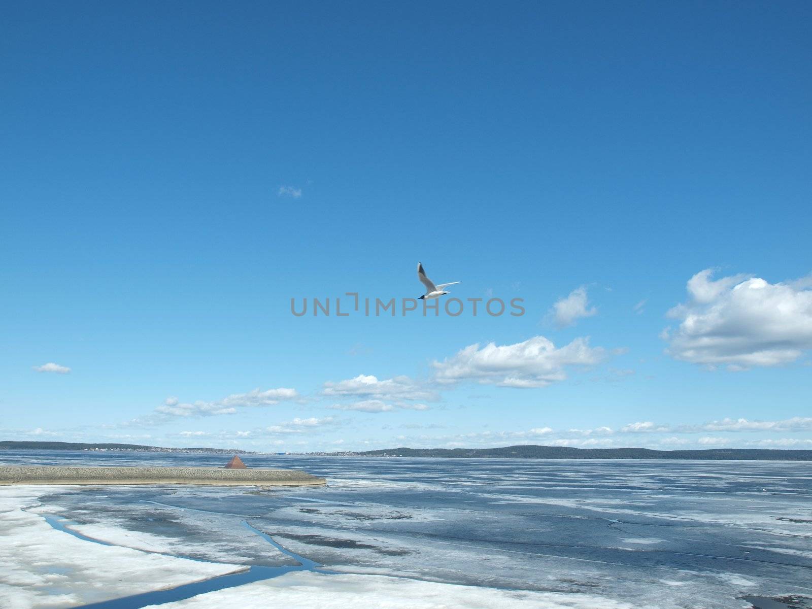 The seagull flies above lake on a background of the blue sky. Quay of Onega. Petrozavodsk, Kareliya, Russia   