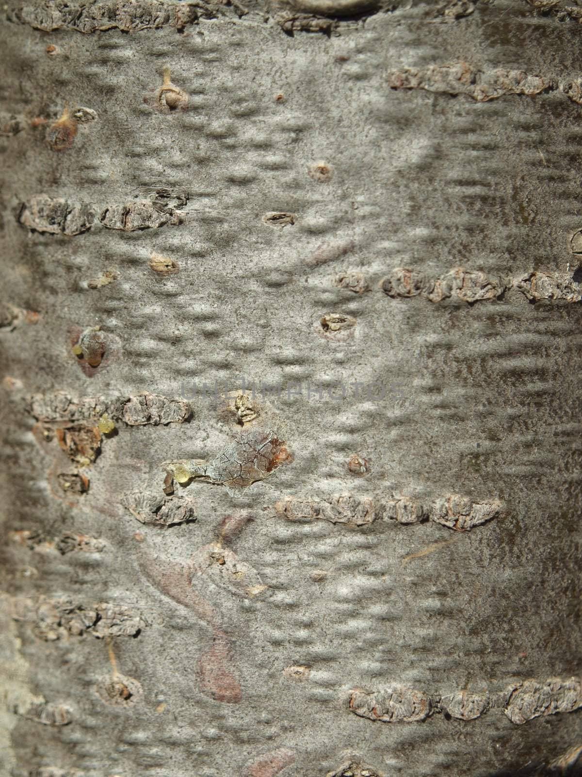 Bark of a fir in a wood. A background          