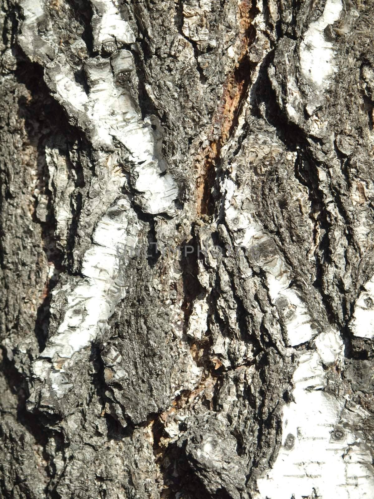 Bark of a birch in a wood. A background          