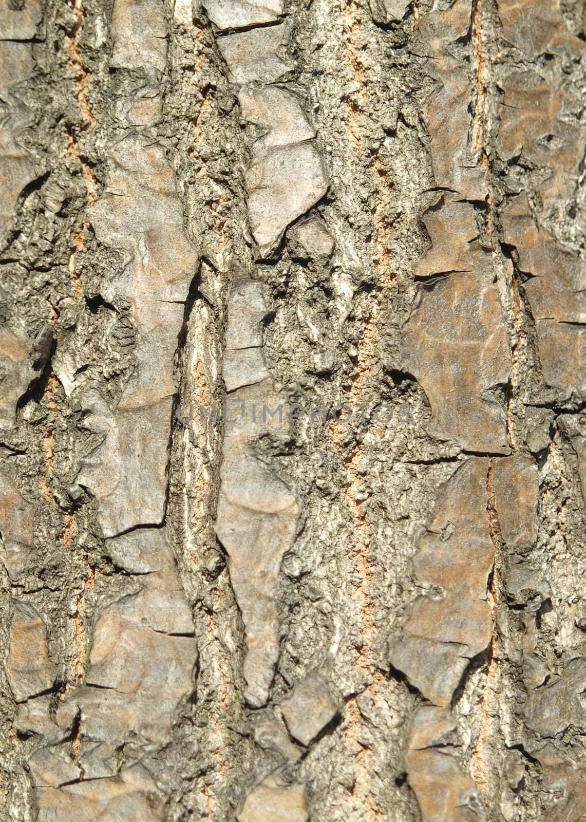 Bark of an oak in a wood. A background            