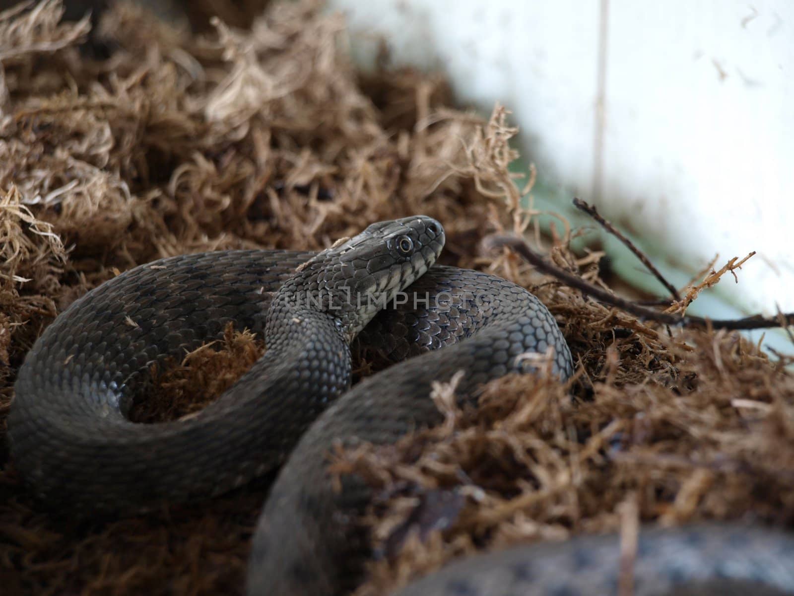 The snake in a terrarium    