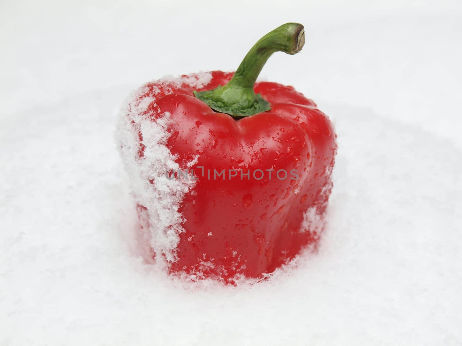 Red pepper on a snow. Winter. Russia        